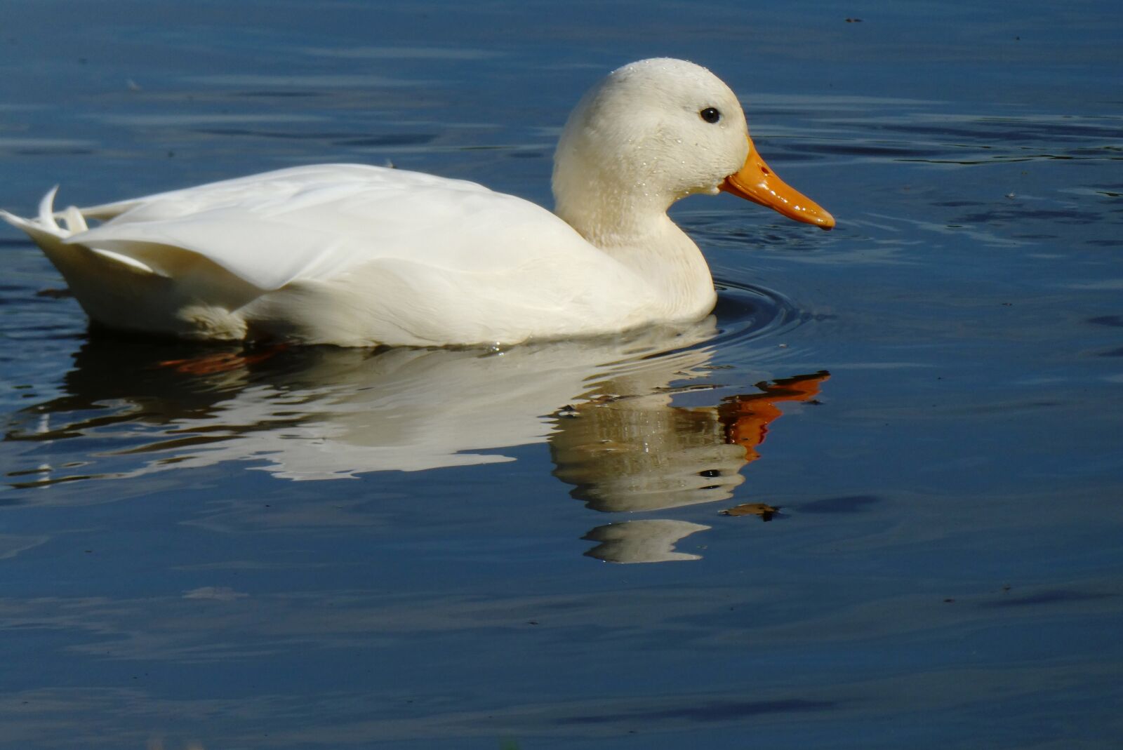 Panasonic Lumix DC-ZS70 (Lumix DC-TZ90) sample photo. White duck, ditch, waterfront photography