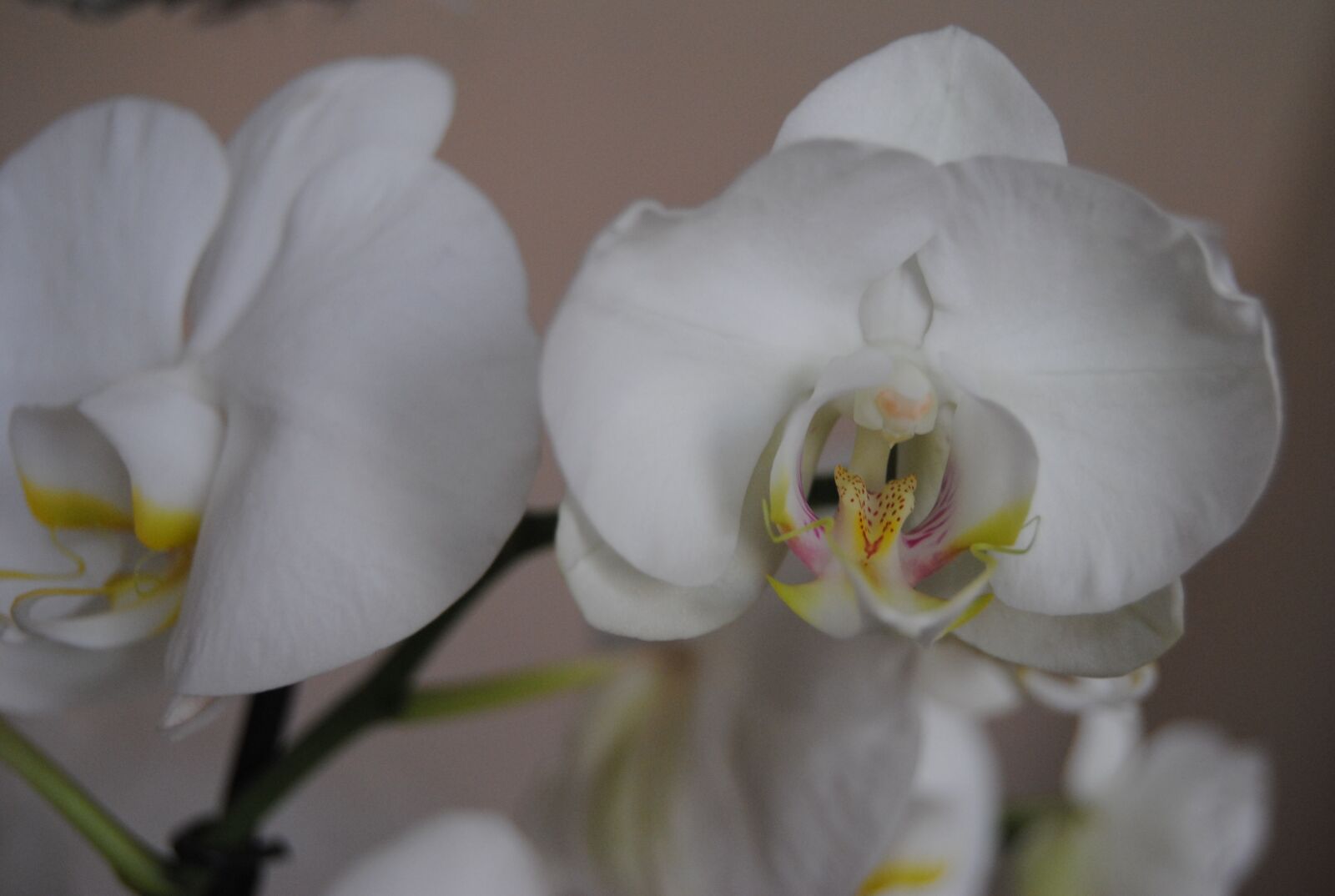 Nikon D3000 sample photo. Flower, plant, nature photography