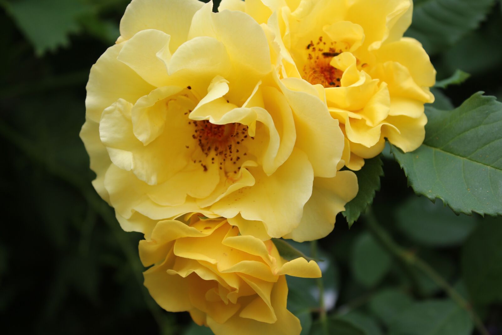 Canon EOS 1300D (EOS Rebel T6 / EOS Kiss X80) sample photo. Yellow roses, rose, flower photography