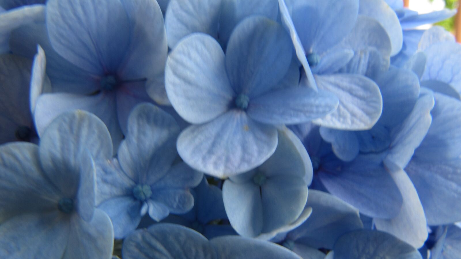 Canon PowerShot SX200 IS sample photo. Hydrangea, flower, flora photography