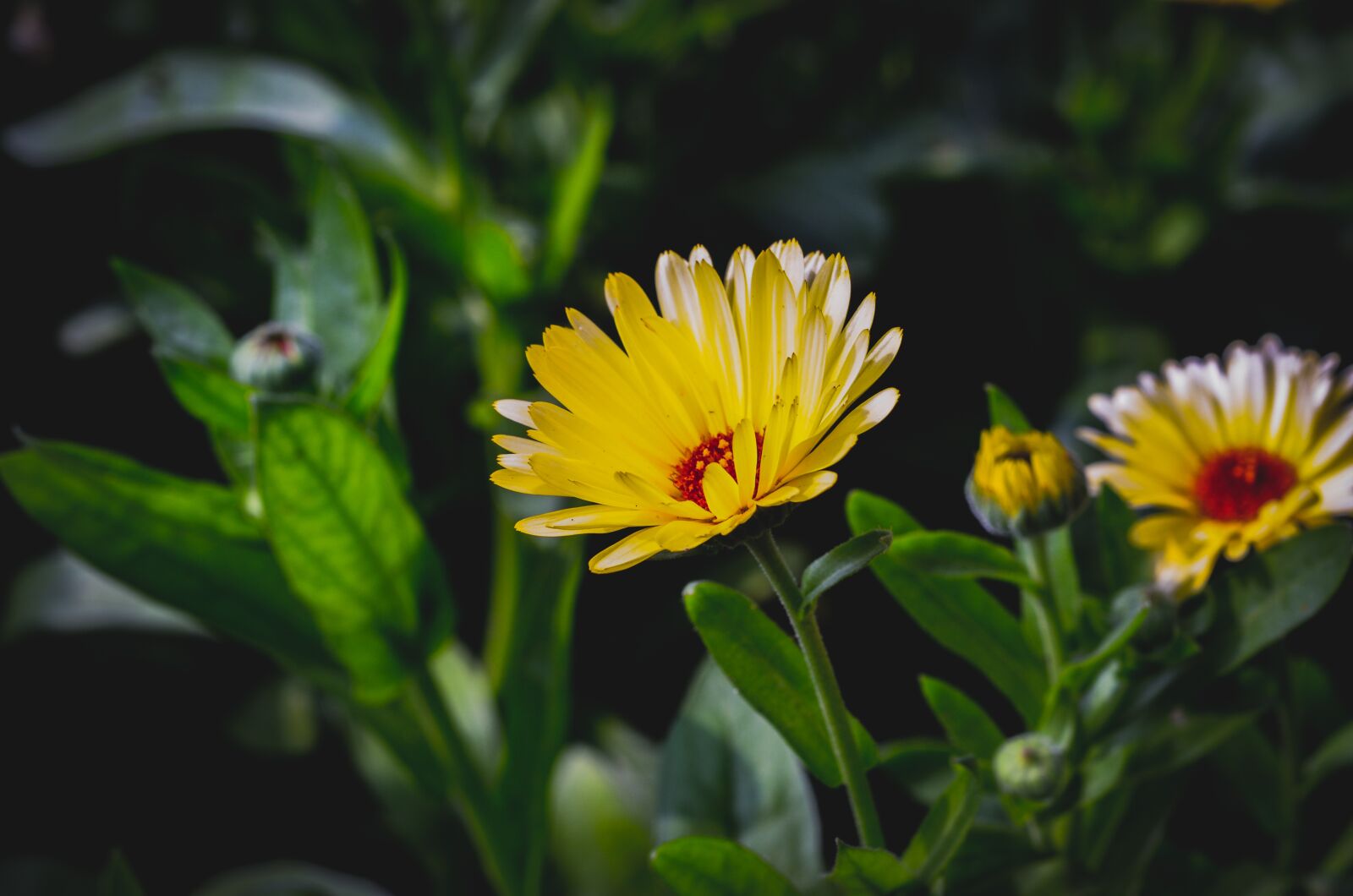 Nikon D7000 sample photo. Flowers, wallpaper, bangladesh photography
