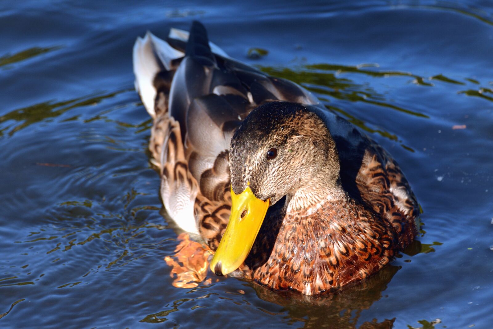 Nikon D5200 sample photo. Duck, beak, feather, water photography