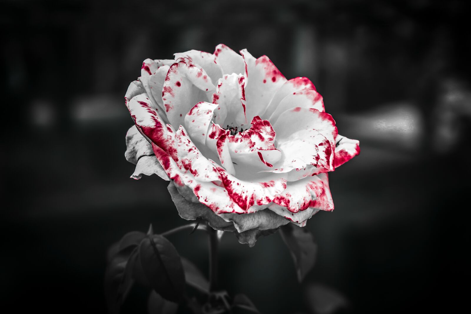 Canon EOS 70D sample photo. White rose, white flower photography