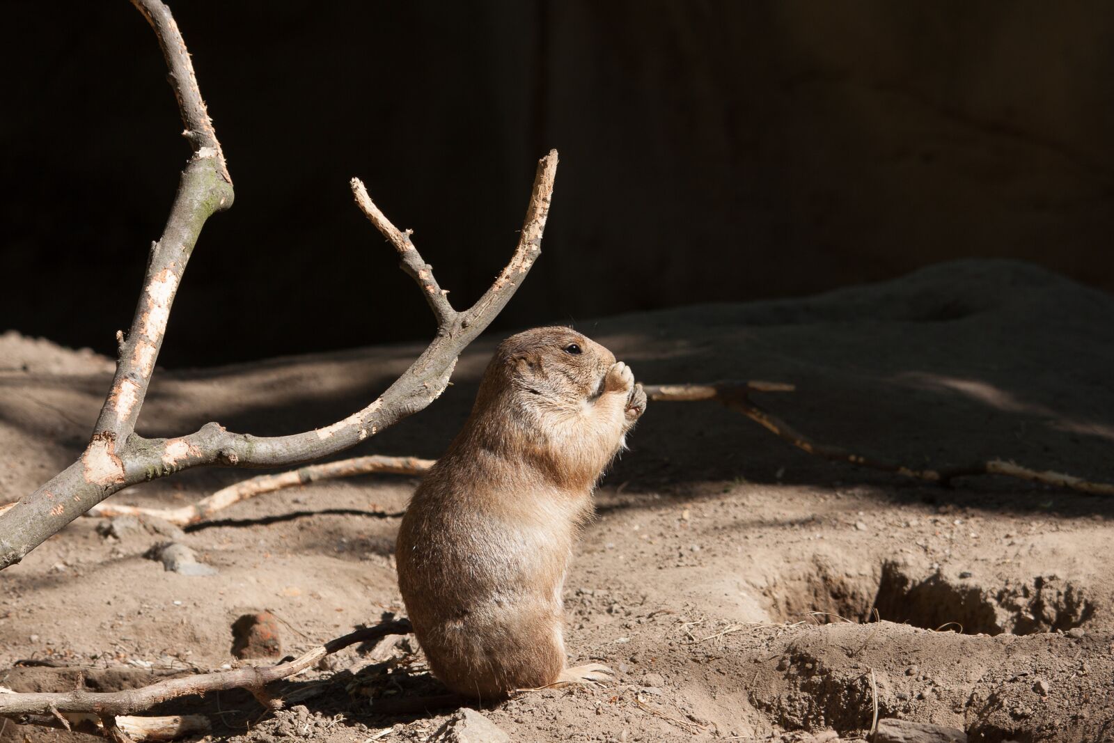 Canon EOS 50D sample photo. Prairie dog, animal, mammal photography