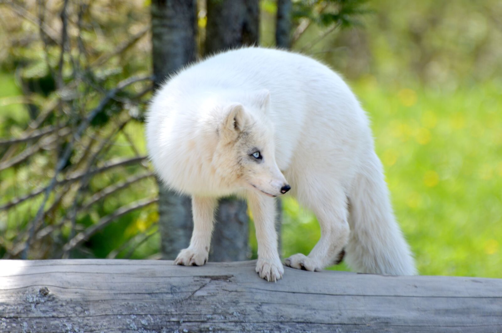 Nikon D7000 sample photo. Arctic, fox, habitat photography
