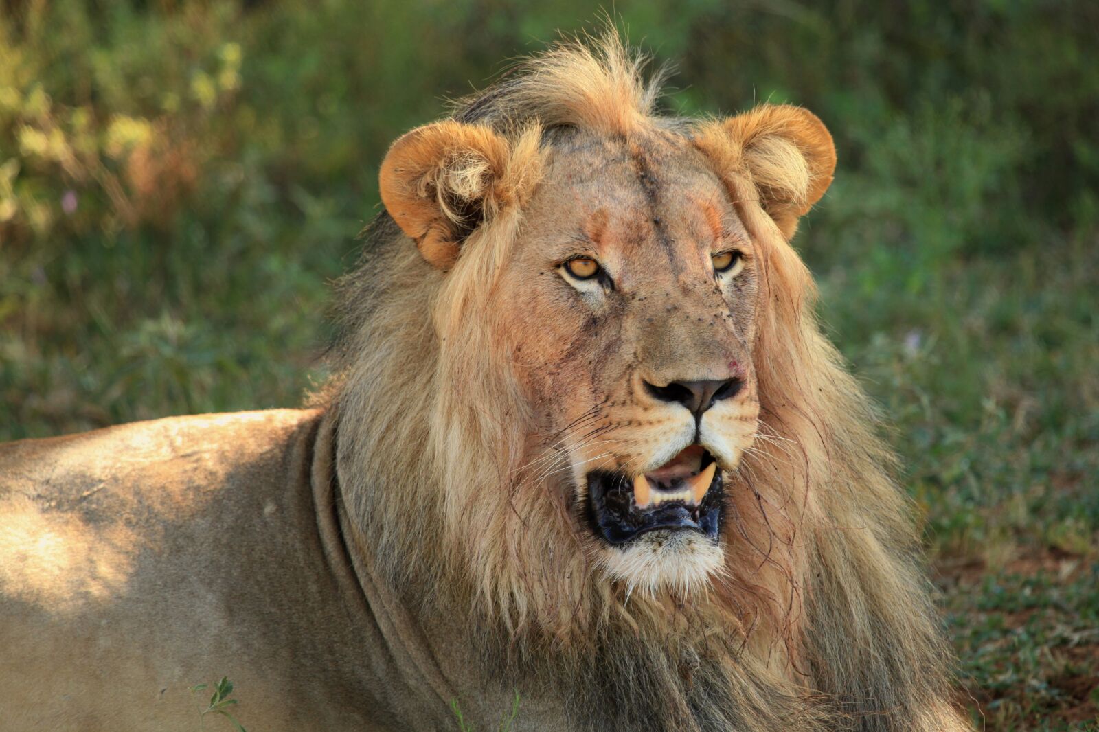 Canon EF 100-400mm F4.5-5.6L IS USM sample photo. Leon, animals, feline photography