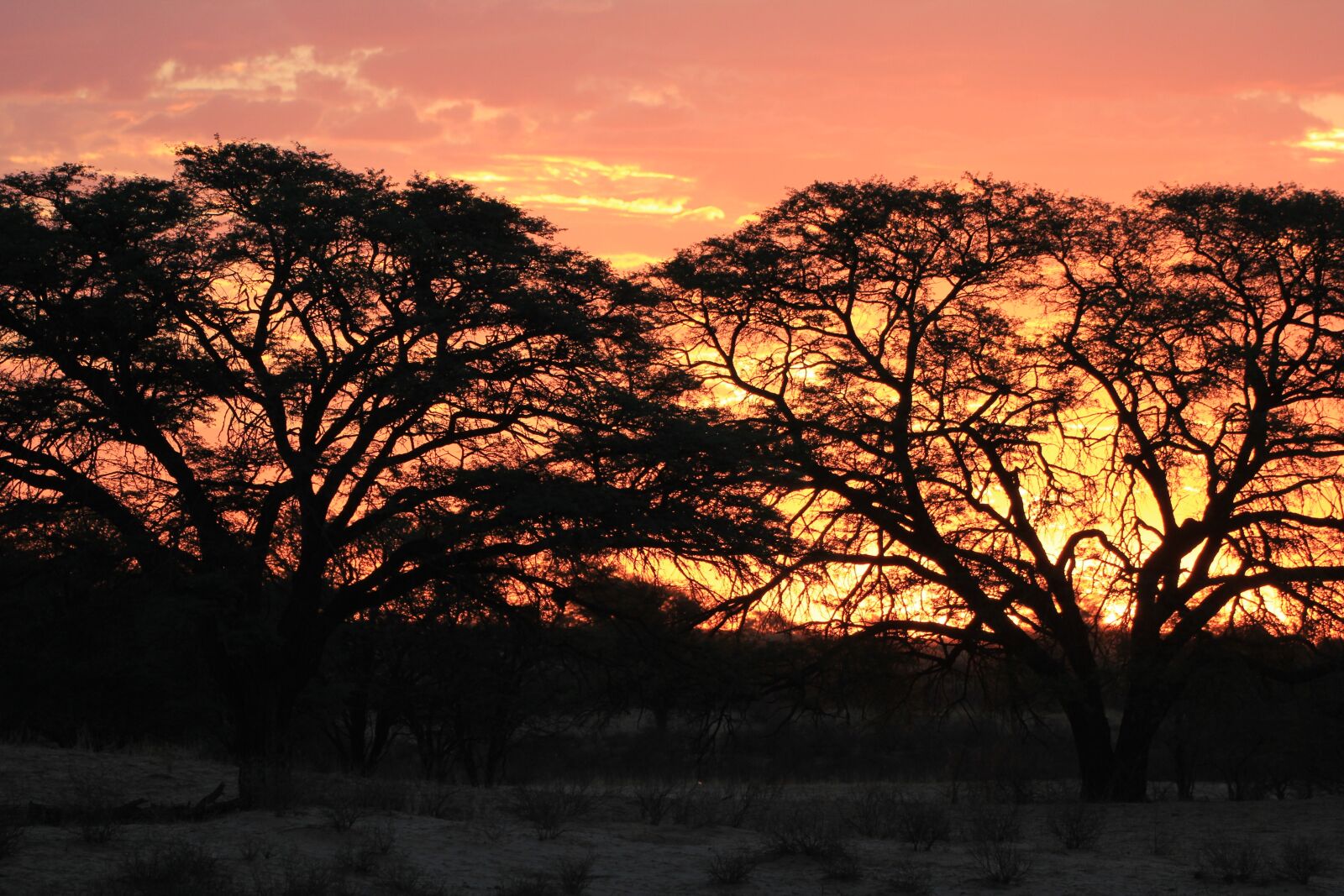 Canon EOS 550D (EOS Rebel T2i / EOS Kiss X4) sample photo. Sunset, silhouette, kalahari photography