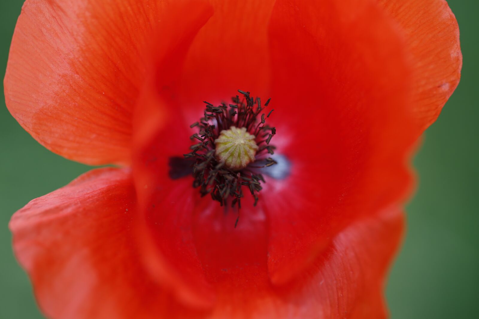 Canon EF 100mm F2.8L Macro IS USM sample photo. Poppy, flower, nature photography