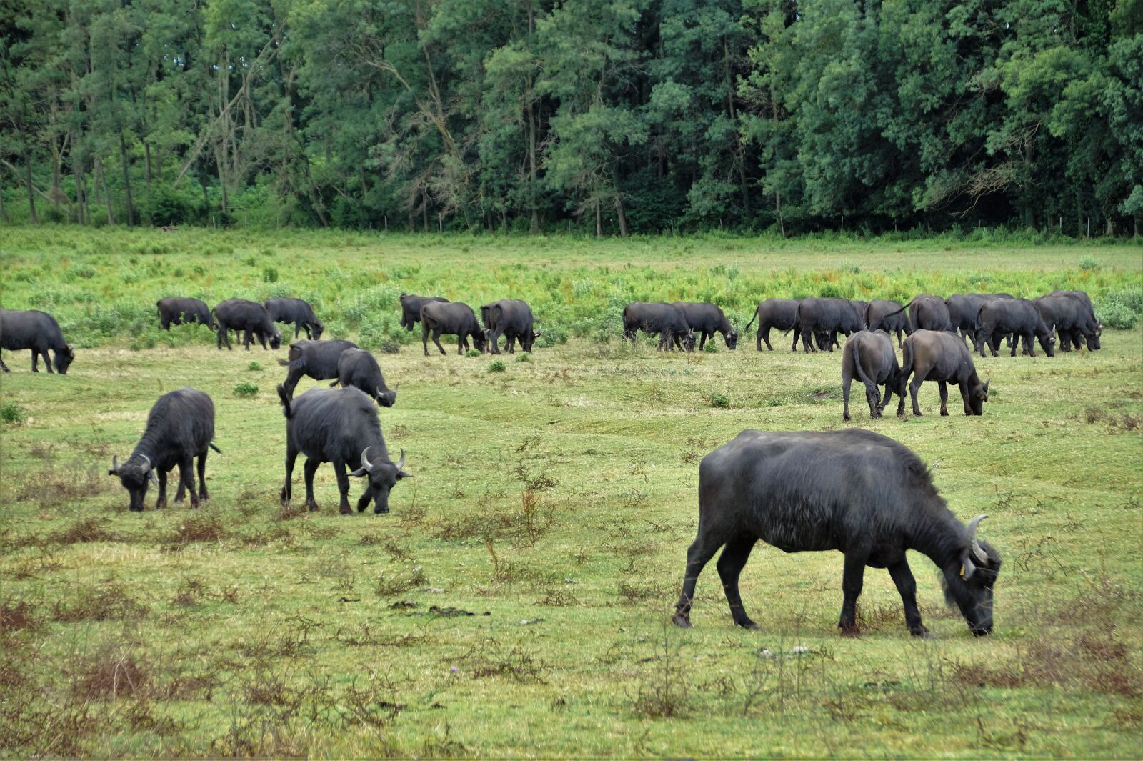 Sony SLT-A58 sample photo. Buffalo, herd, puszta photography
