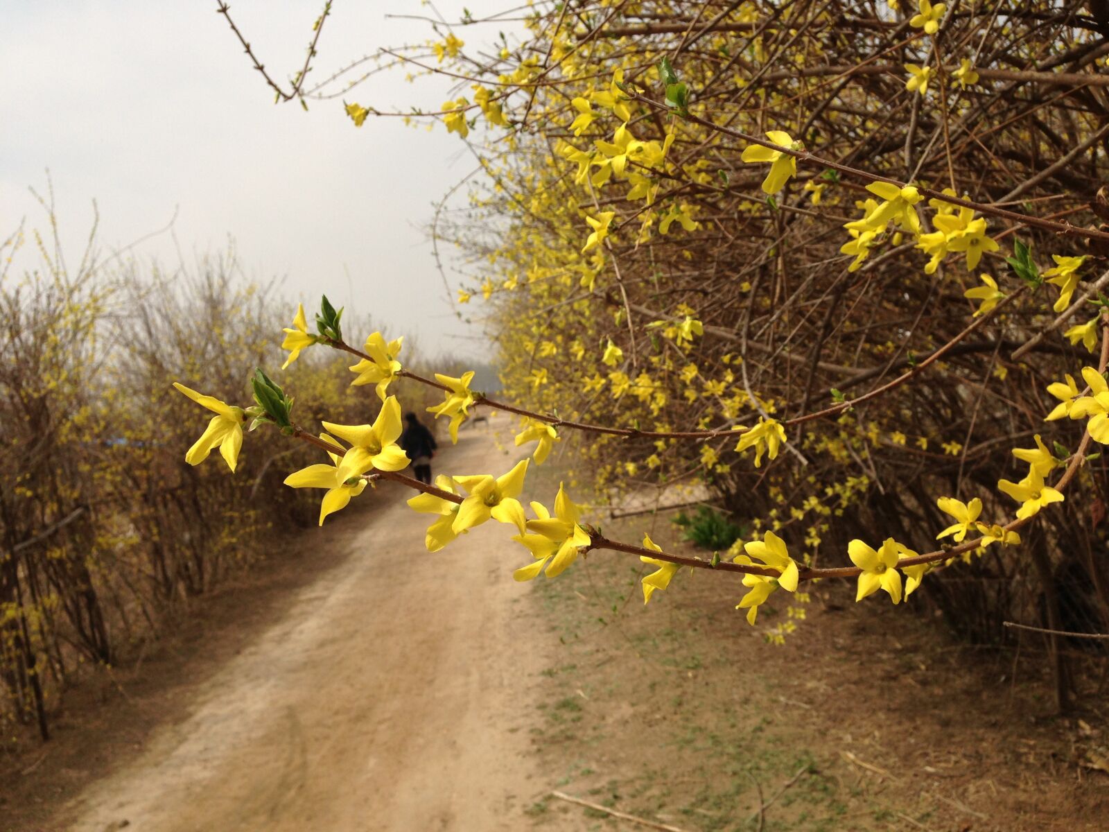 Apple iPhone 5 sample photo. Spring, yellow flower, forsythia photography