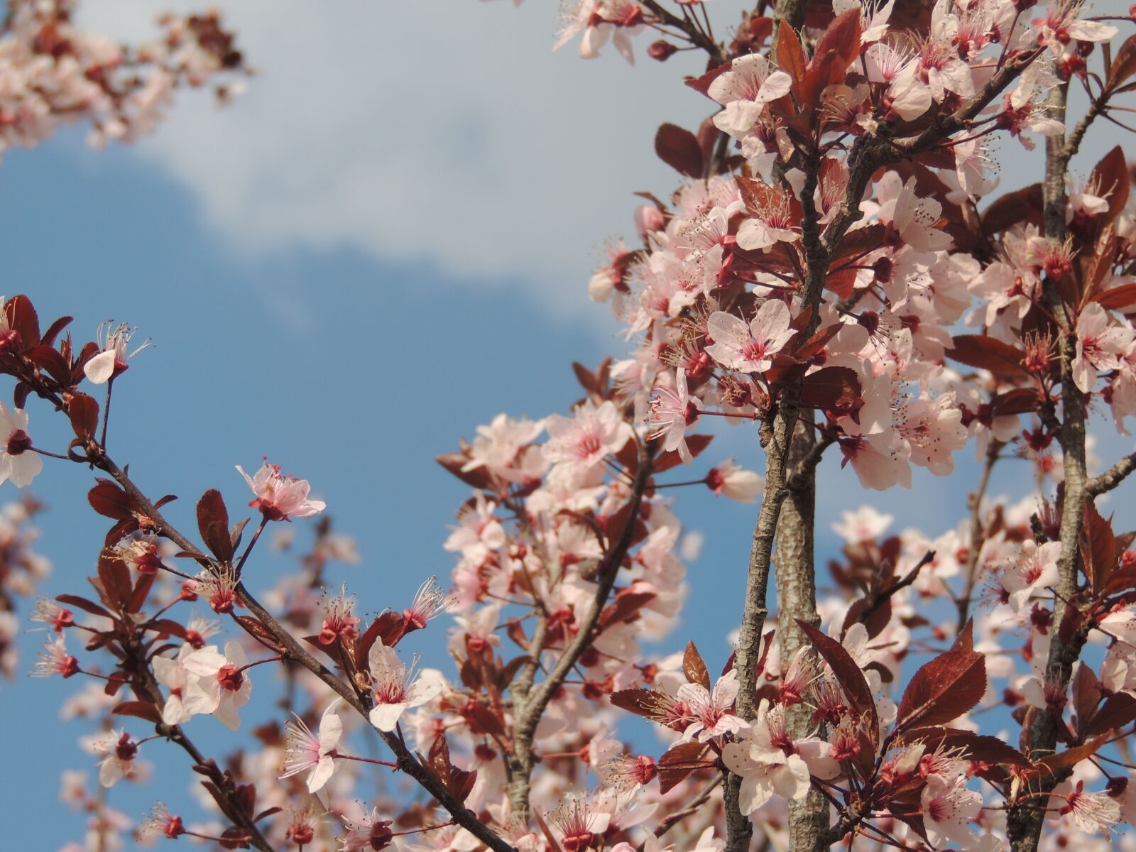 Nikon Coolpix P510 sample photo. Tree, cherry, flower photography