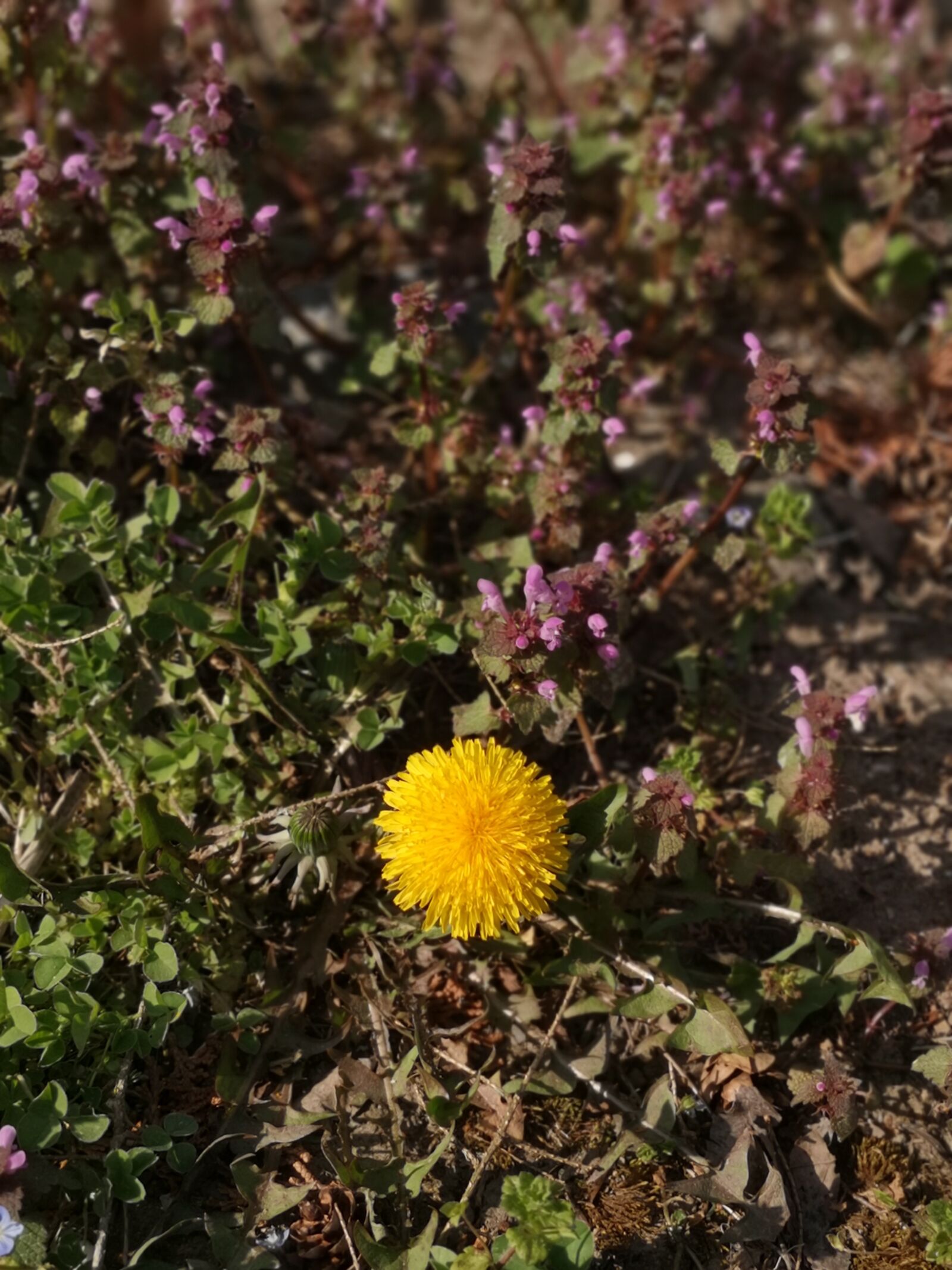 HUAWEI P20 sample photo. Sunflower, flowers, spring photography