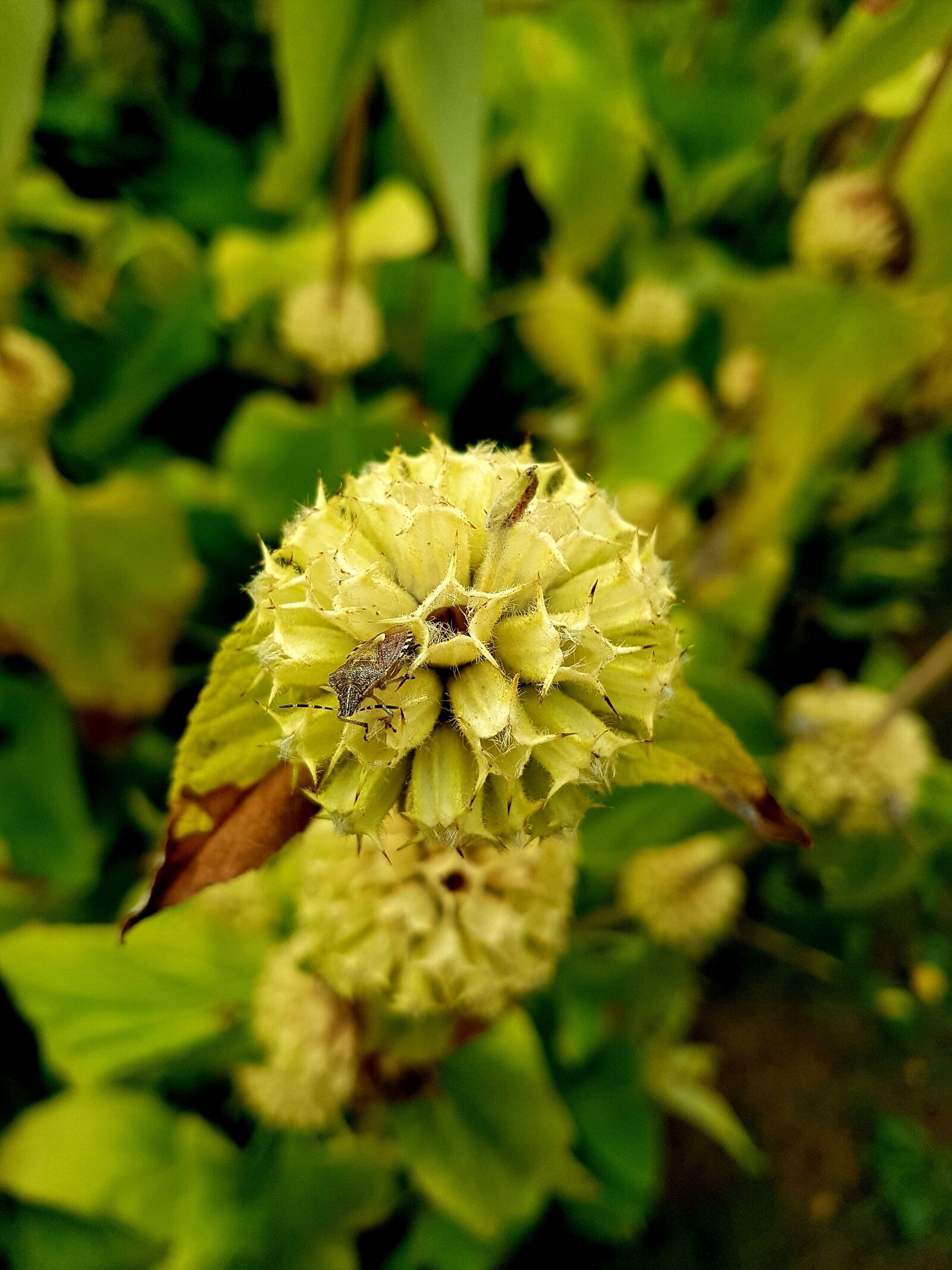 Samsung Galaxy S7 Edge sample photo. Insect, flower, nature photography