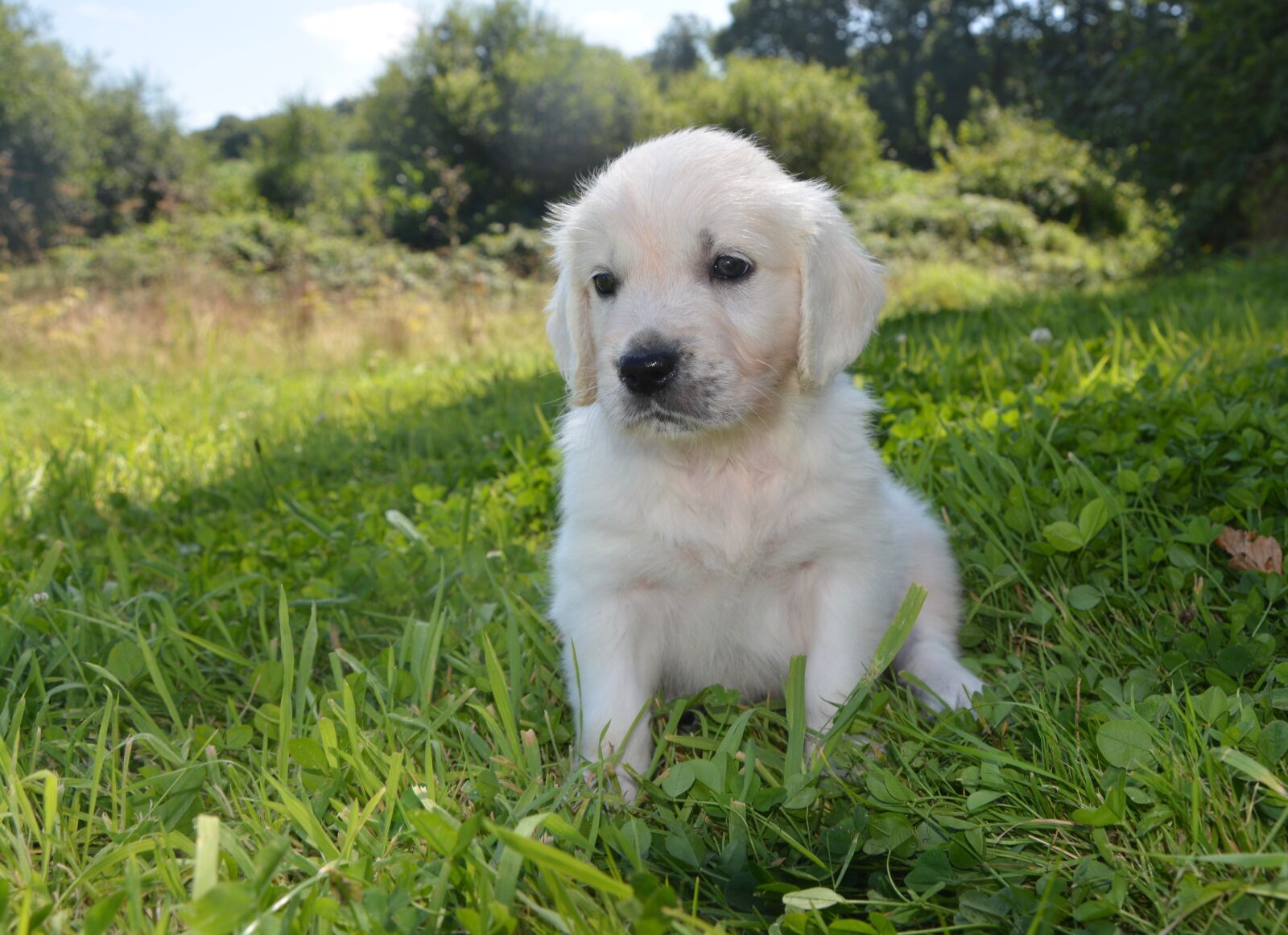 Nikon D5200 sample photo. Golden retriever puppy, puppy photography