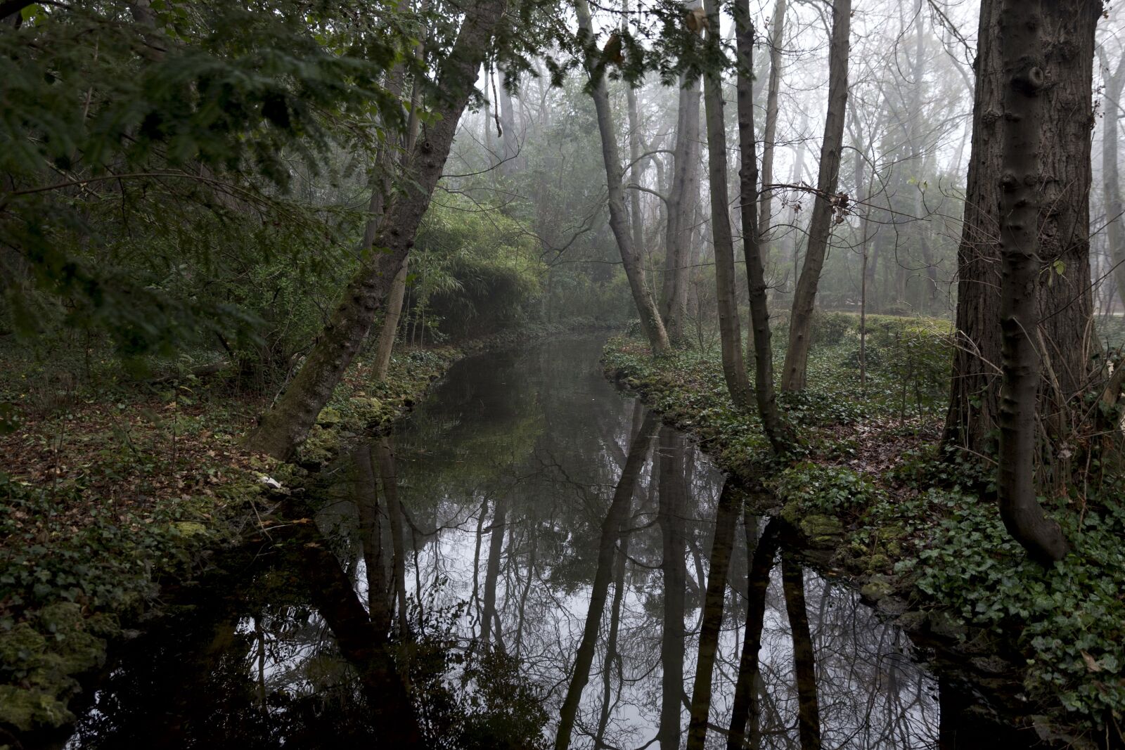 Canon EOS 6D sample photo. River, channel, forest photography