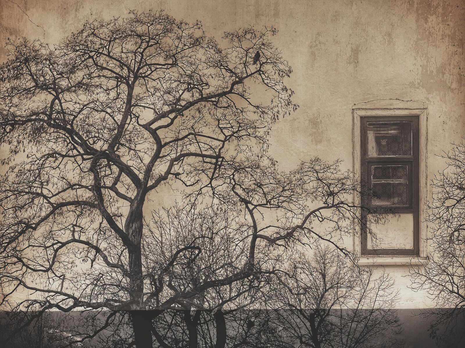 Fujifilm X30 sample photo. Abstract, double, exposure, tree photography