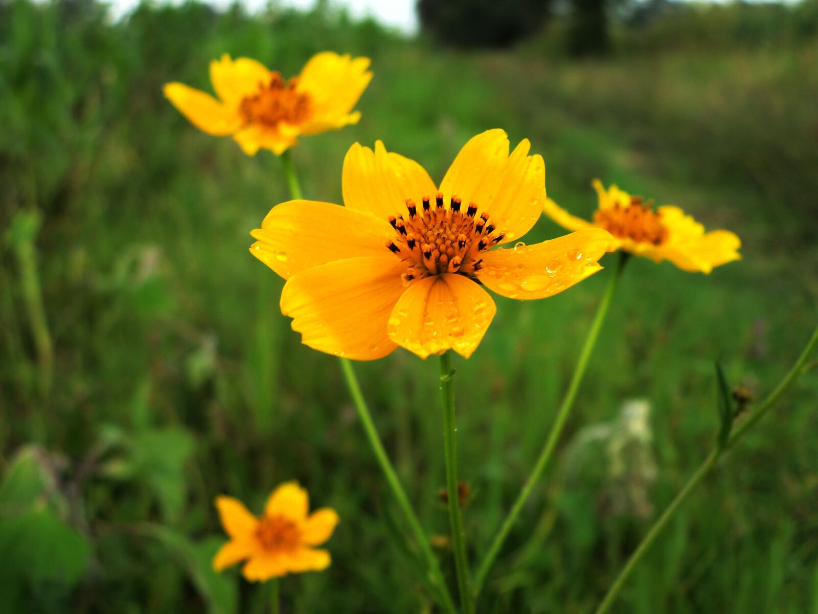 Kodak EASYSHARE C142 DIGITAL CAMERA sample photo. Flower, plant, field photography