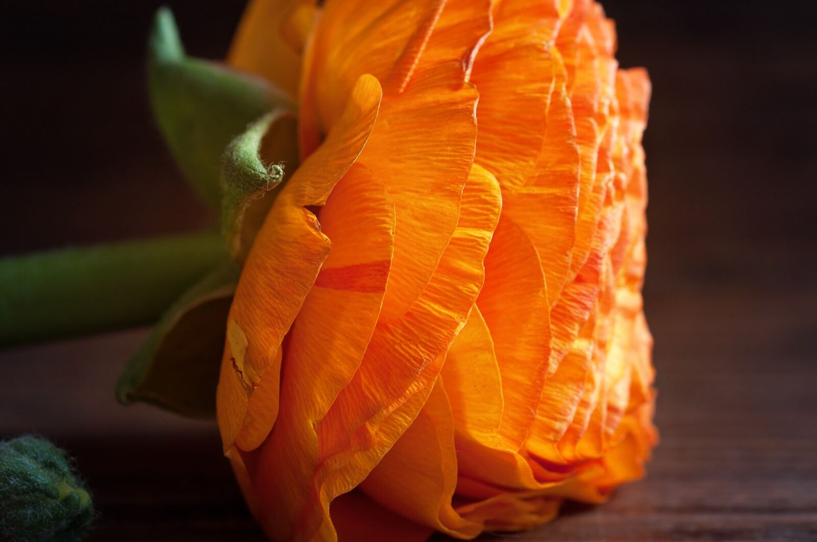 Nikon D90 sample photo. Ranunculus, flower, orange photography