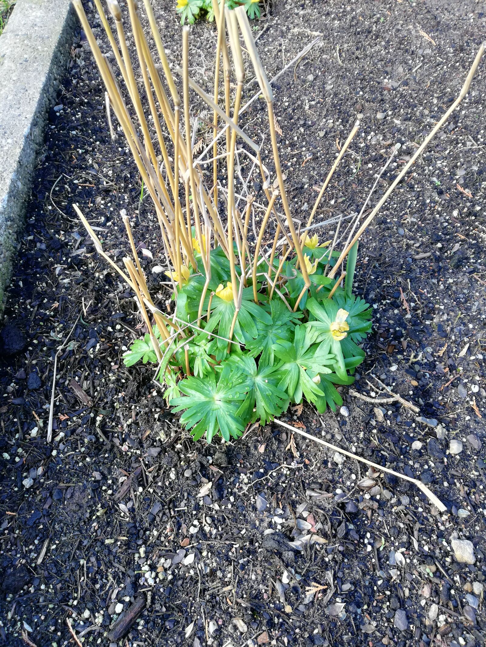 HUAWEI Mate 10 Lite sample photo. Spring, plant, nature photography