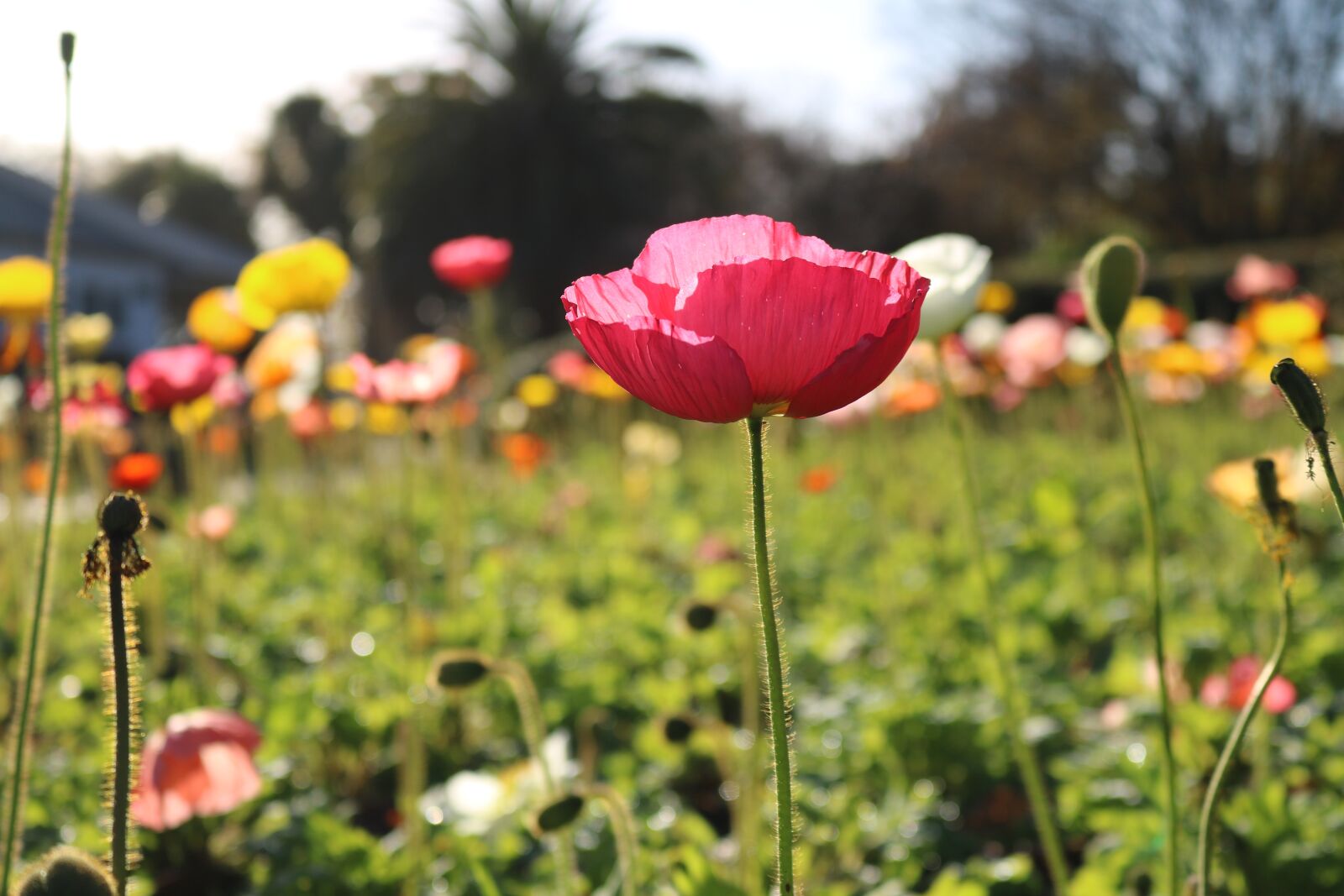 Canon EOS 750D (EOS Rebel T6i / EOS Kiss X8i) sample photo. Poppies, flowers, bloom photography