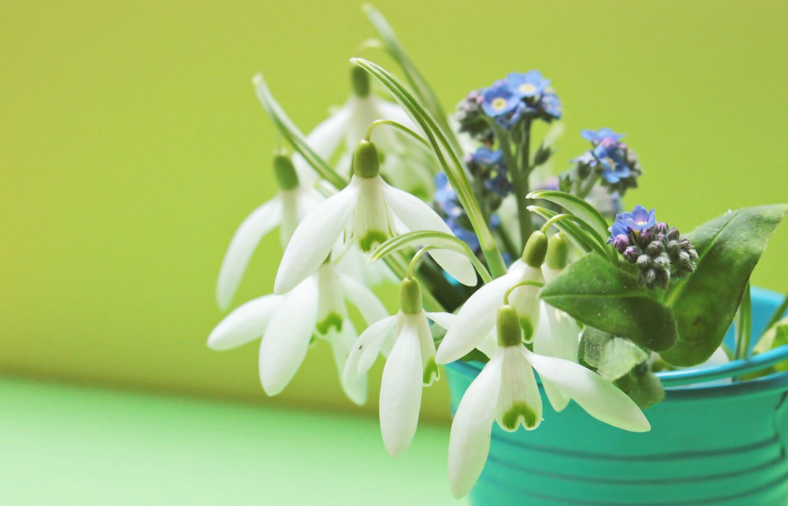 Canon EOS 550D (EOS Rebel T2i / EOS Kiss X4) sample photo. Snowdrop, forget me not photography