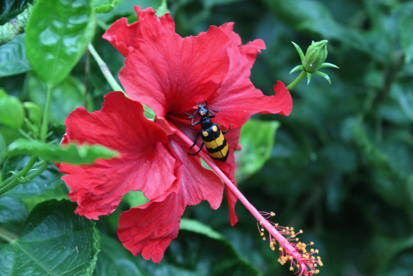 Canon EOS 700D (EOS Rebel T5i / EOS Kiss X7i) sample photo. Flower, eater, nature, photography photography