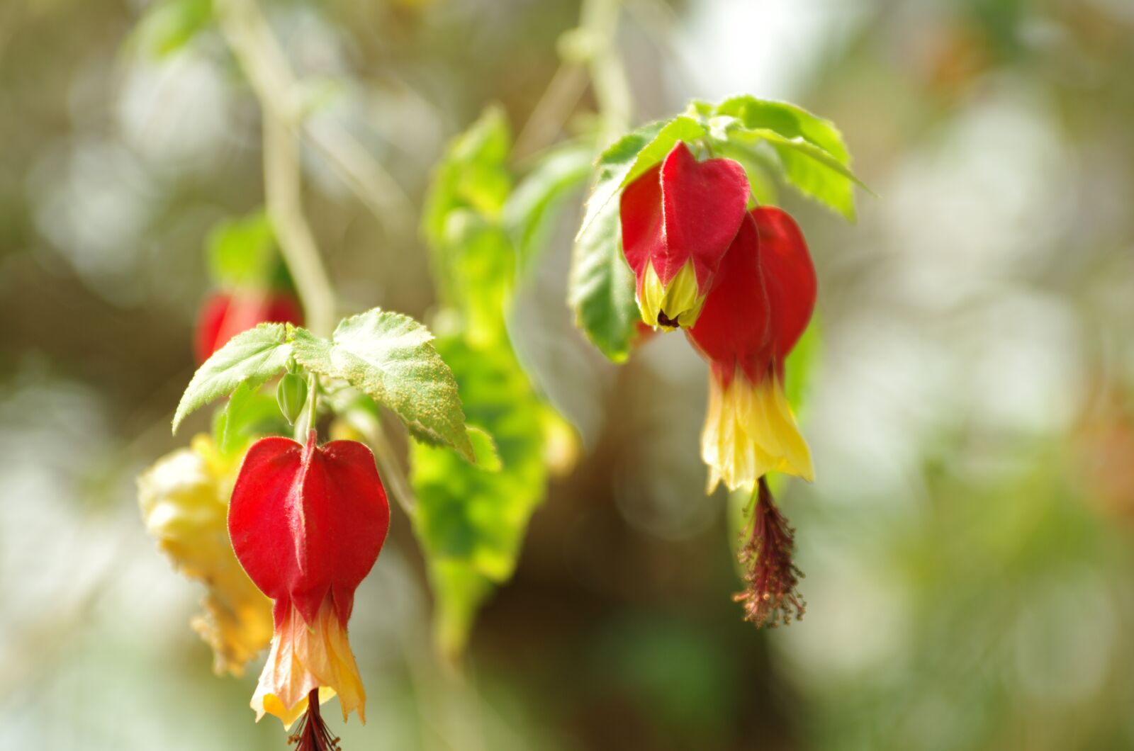 Pentax K-5 sample photo. Flowers, wildflower, nature photography