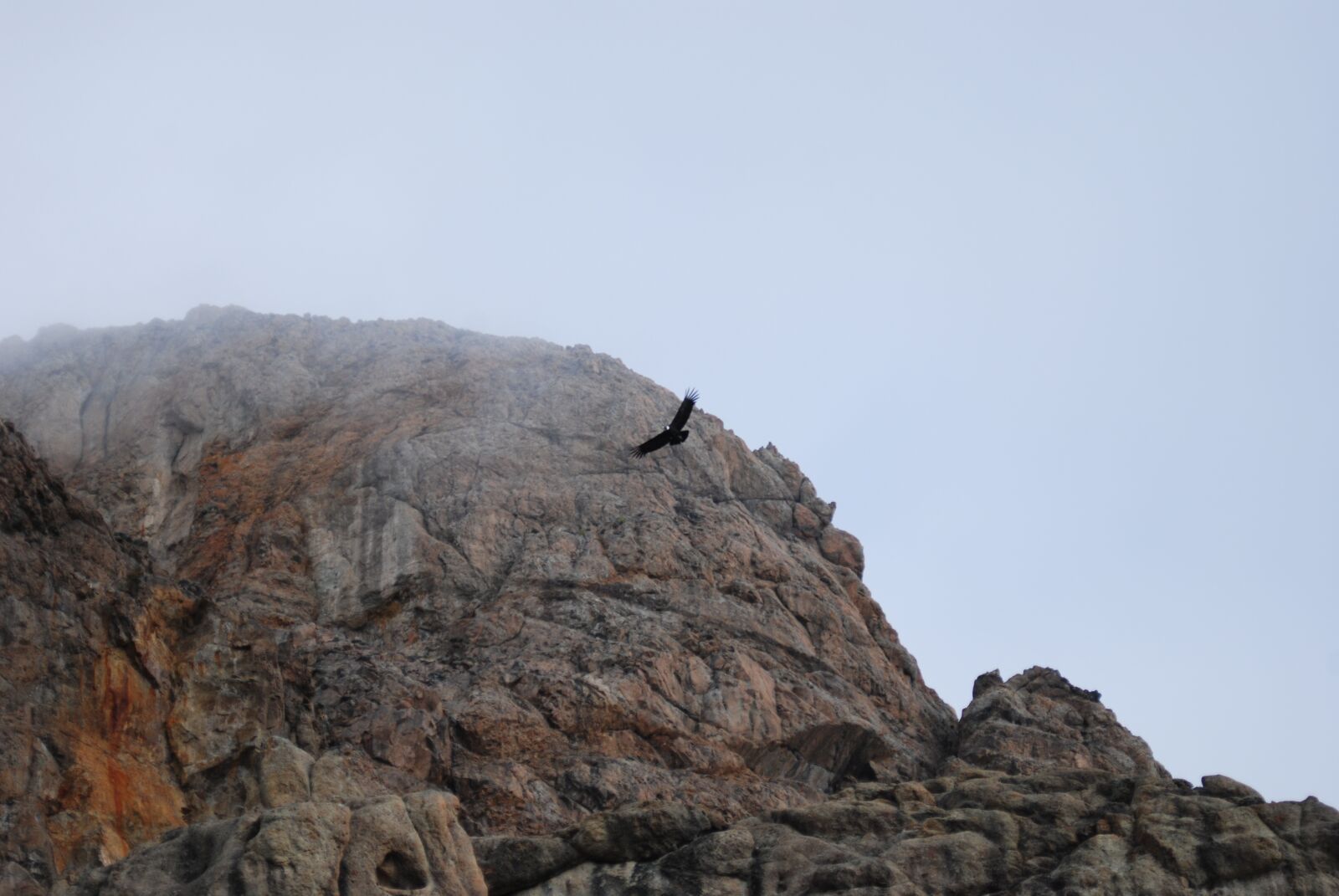Nikon D80 sample photo. Condor, argentina patagonia, patagonia photography