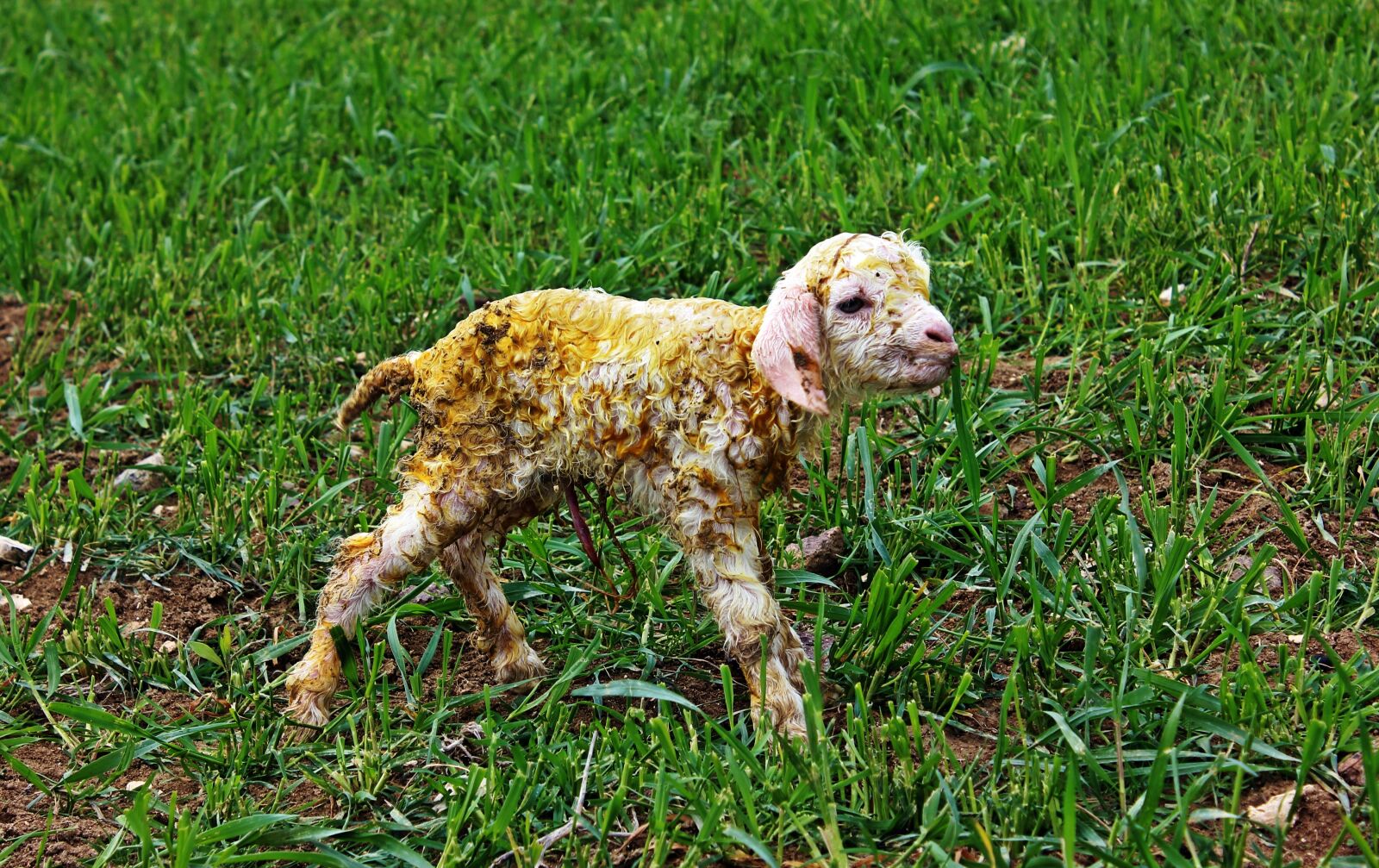 Canon EOS 600D (Rebel EOS T3i / EOS Kiss X5) sample photo. Goat, newborn, ankara angora photography