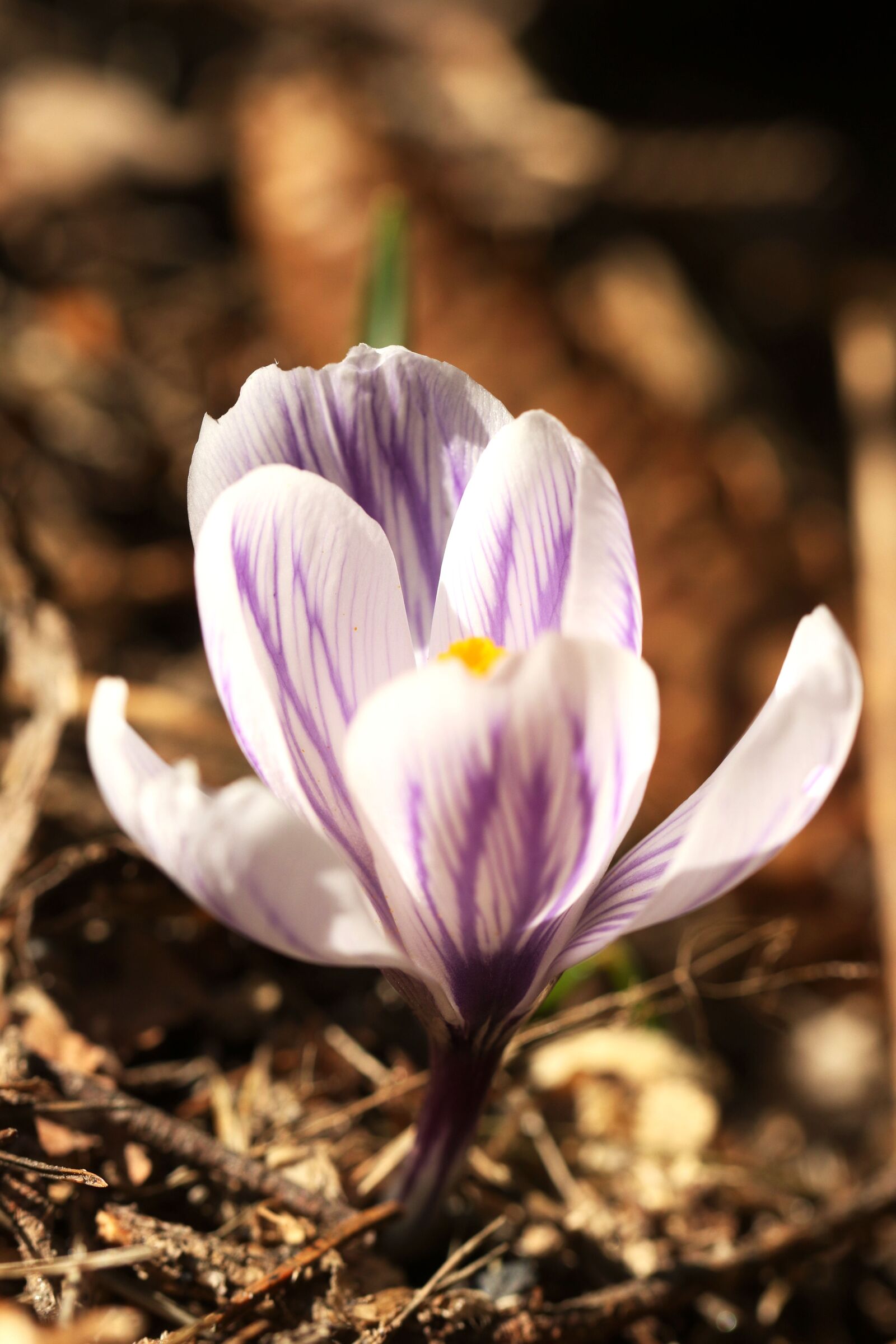Canon EF 100mm F2.8L Macro IS USM sample photo. Crocus, blossom, nature photography