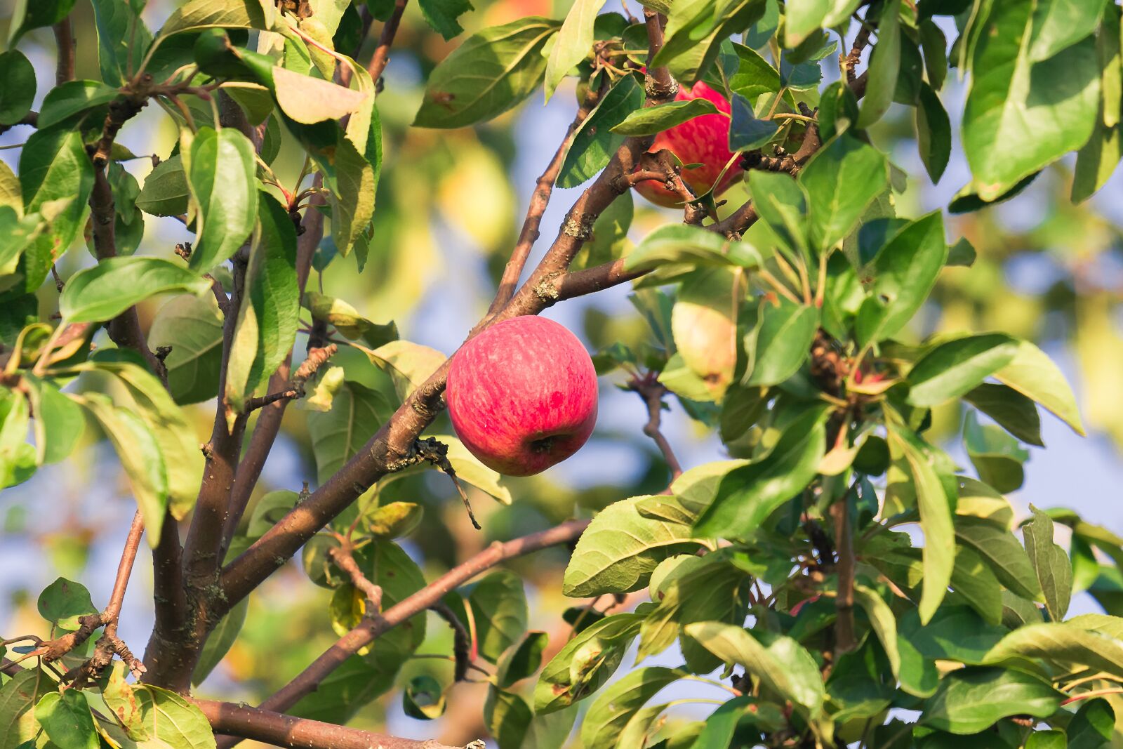 Nikon D7200 sample photo. Apple, garden, harvest photography