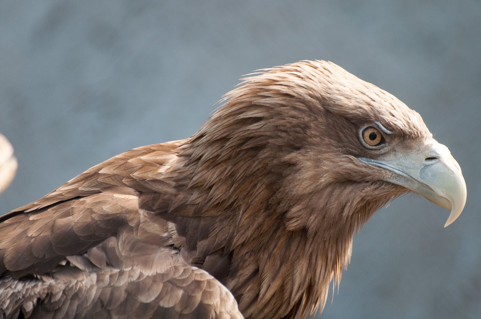 Nikon D90 sample photo. Bird of prey, eagle photography