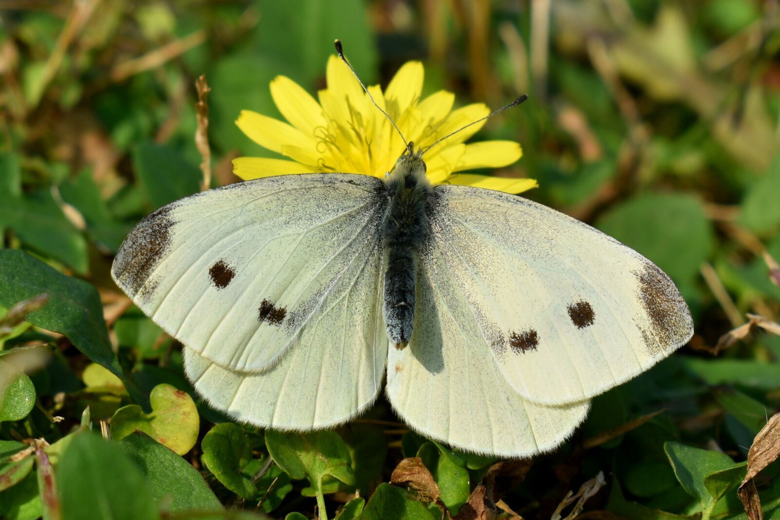 Nikon D3500 sample photo. Butterfly, flower, pollination photography