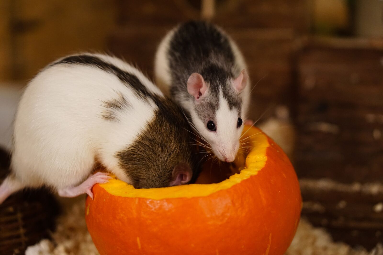E 50mm F1.8 OSS sample photo. Rat, color rats, sweet photography
