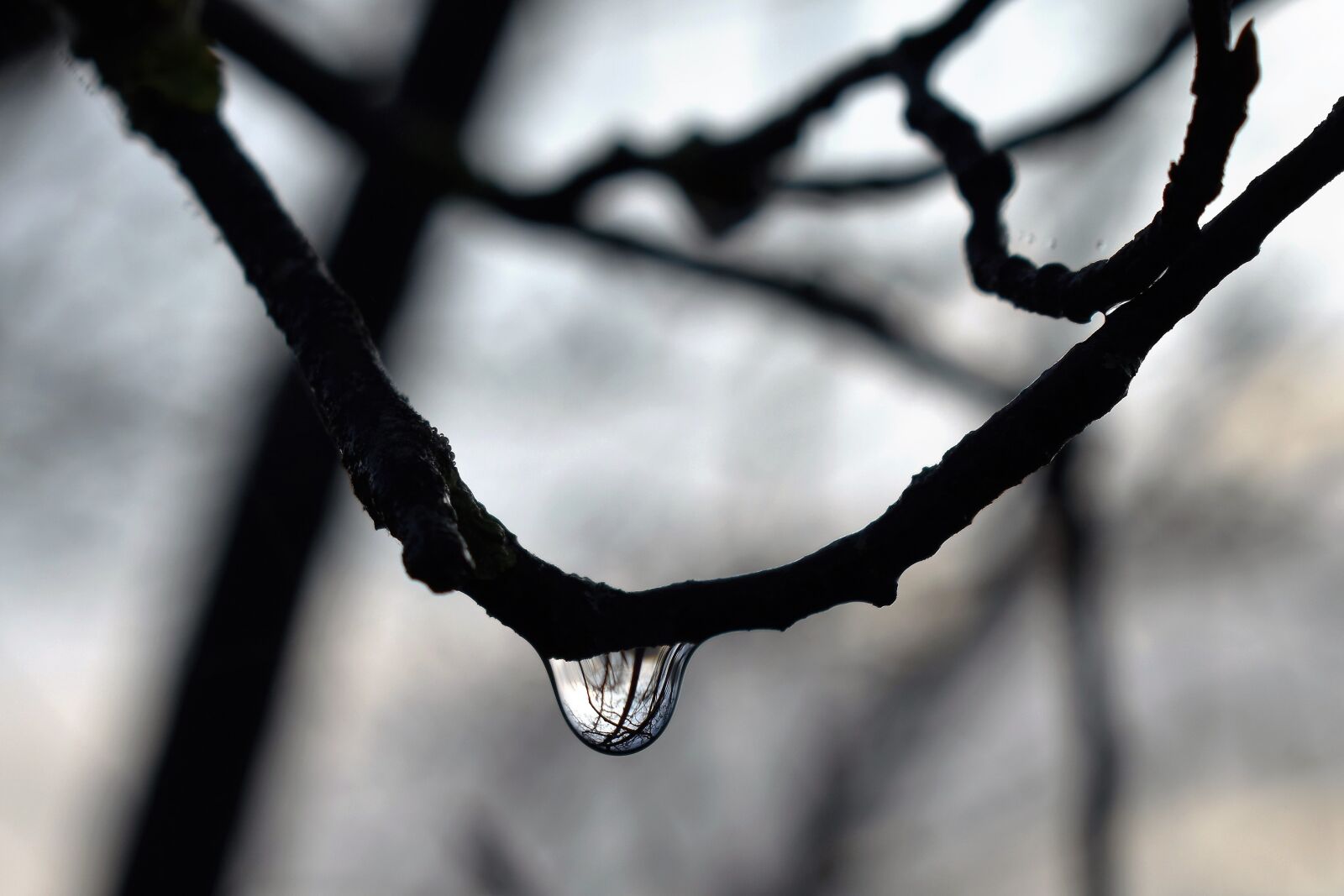 Nikon D5500 sample photo. Drop of water, dew photography