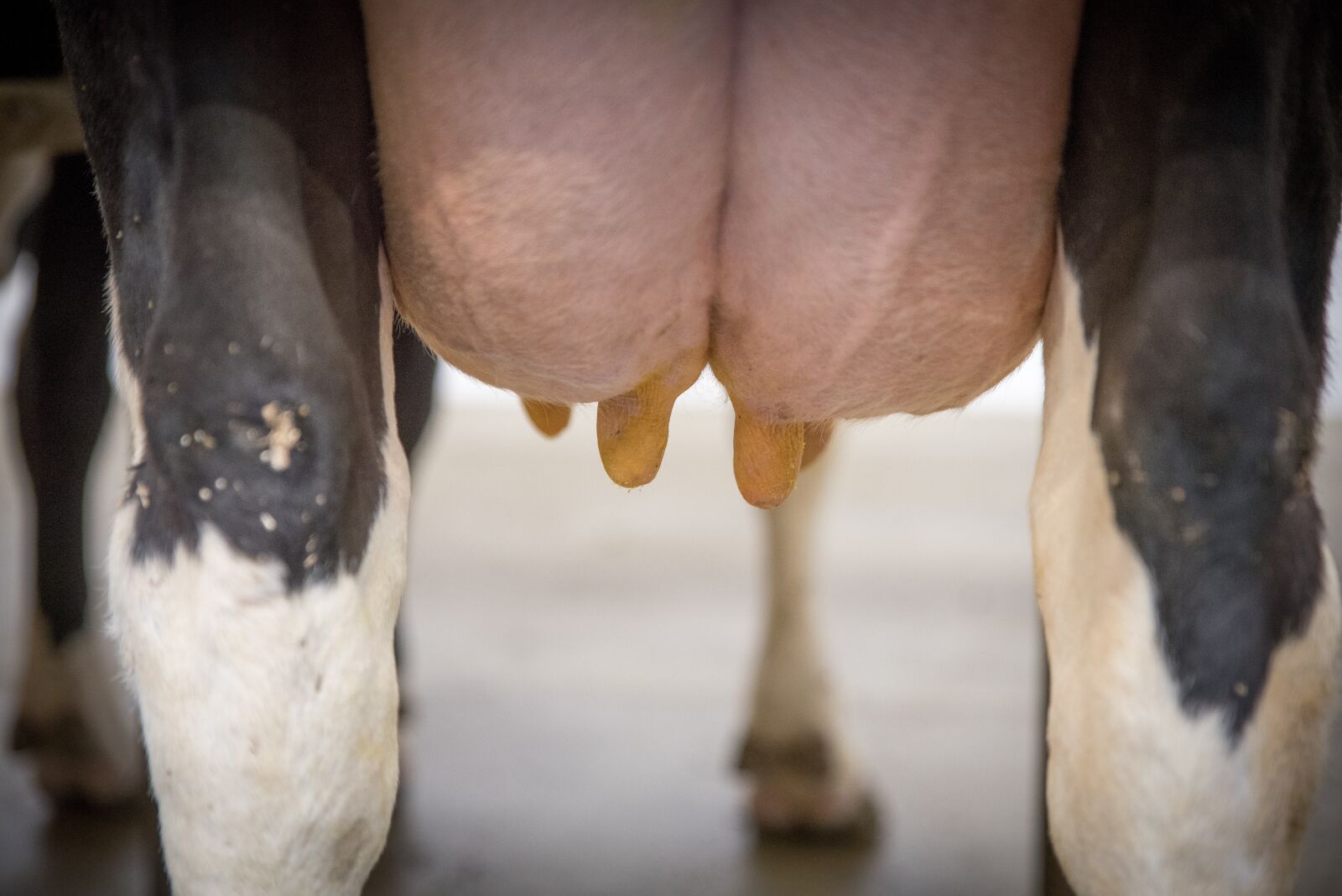 Nikon D750 sample photo. Milk, cow's milk, animal photography