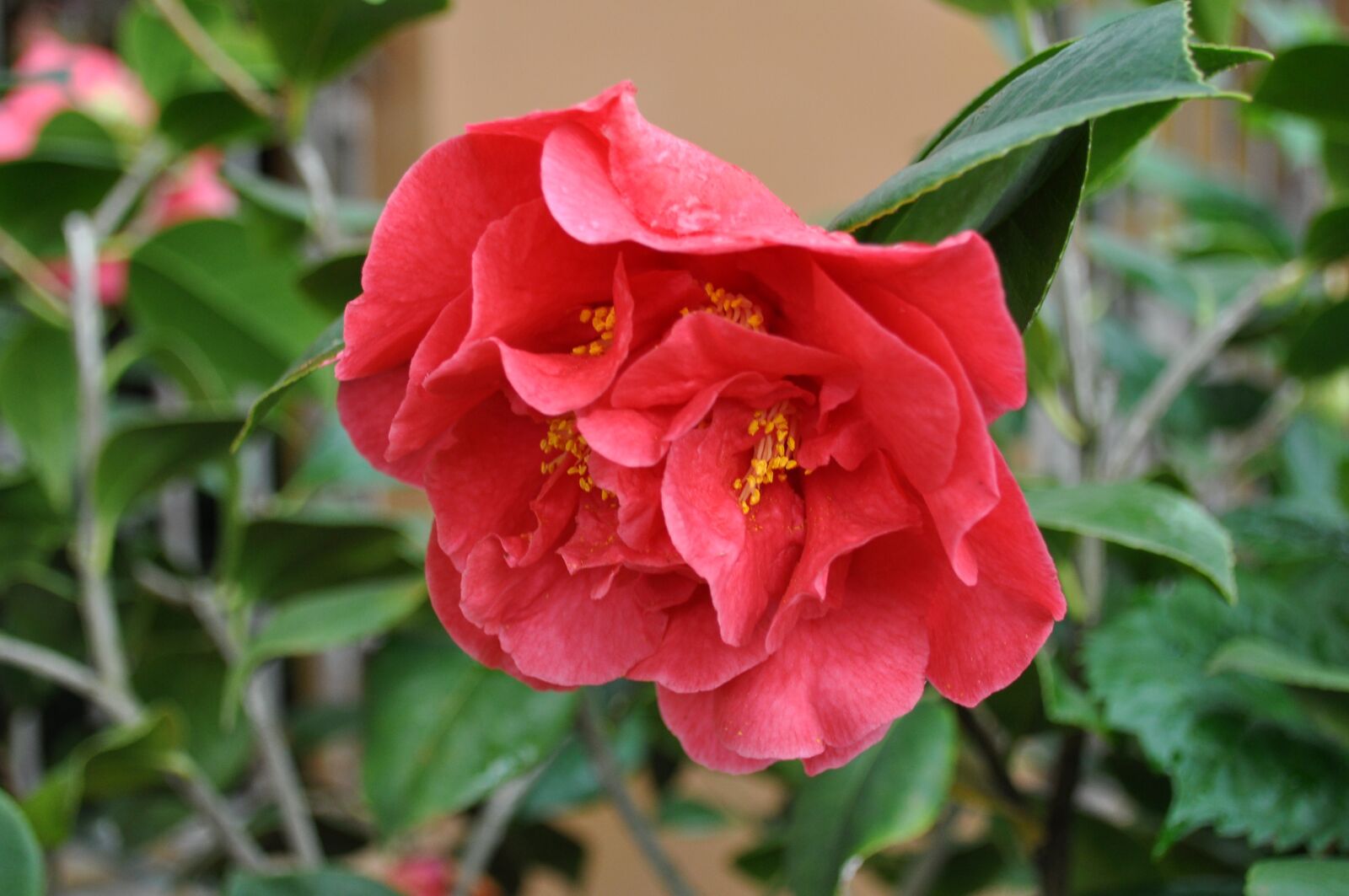 Nikon D5000 sample photo. Flower, blossom, plant photography