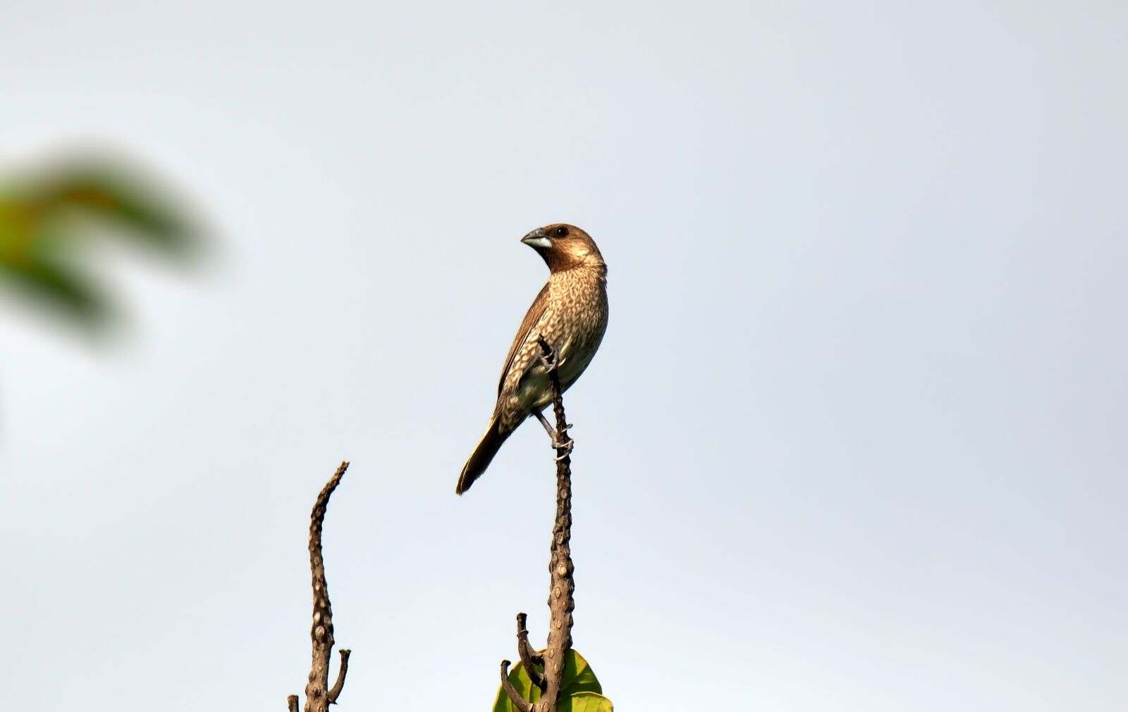 Olympus OM-D E-M1 sample photo. Bird, wild, wildlife photography