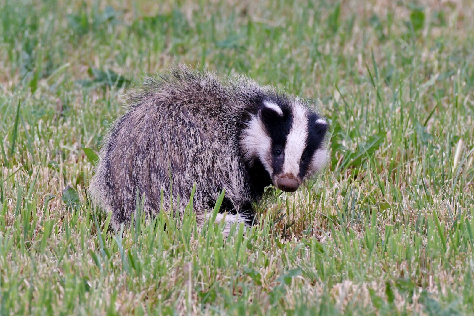 Nikon D500 sample photo. Das, mammal, wild photography