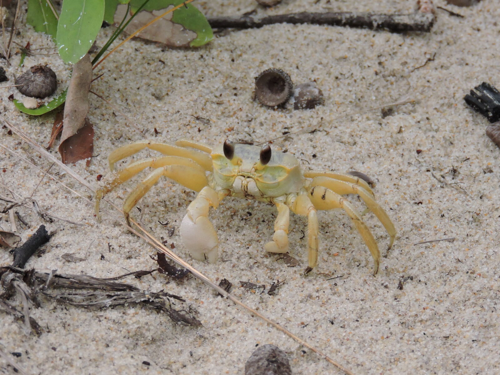 Nikon Coolpix P530 sample photo. Beach, crab photography