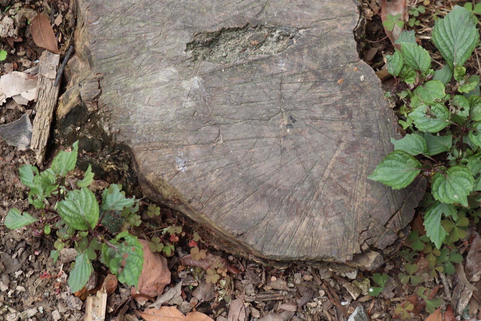 Canon EOS M50 (EOS Kiss M) sample photo. Wood, tree, seedlings photography