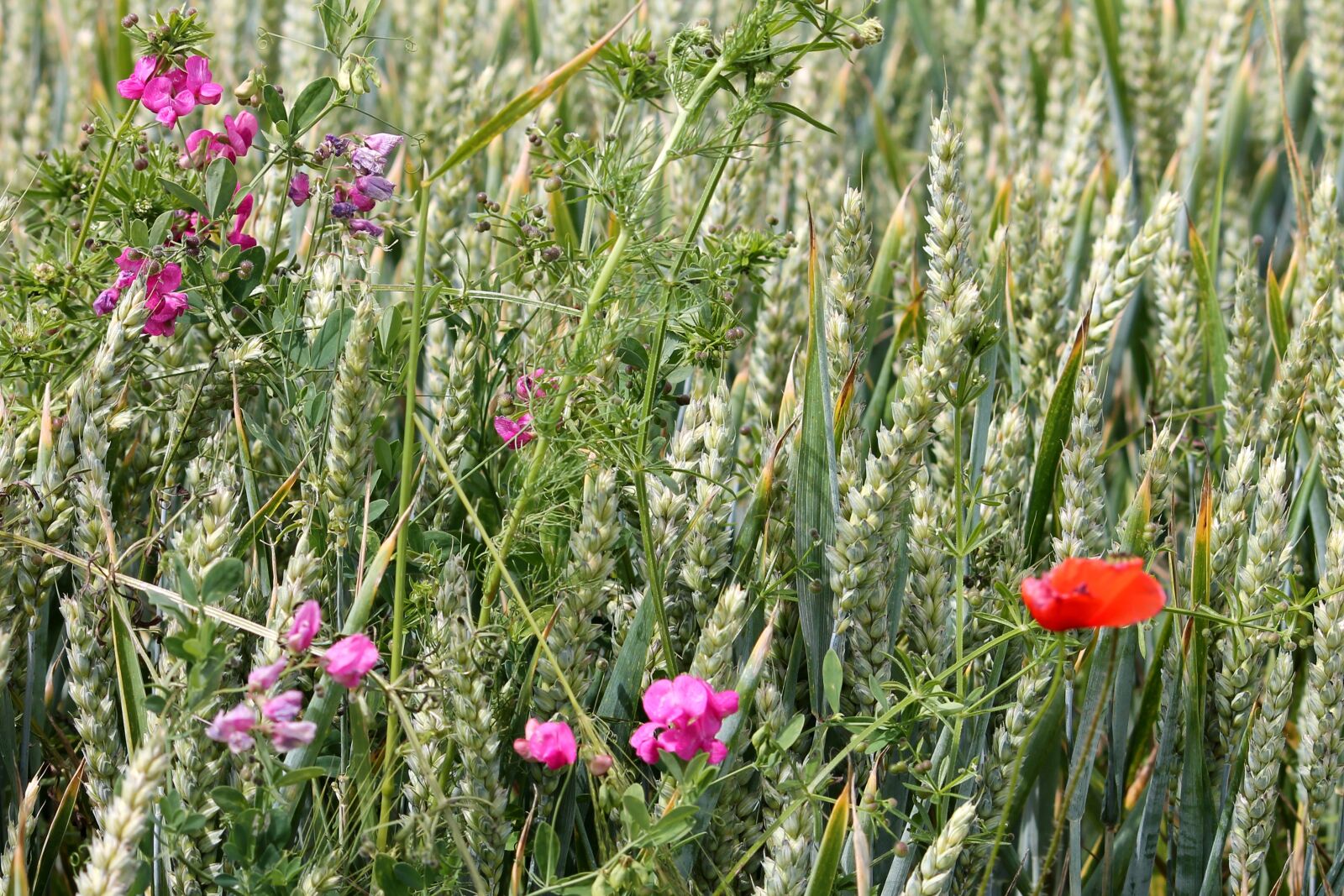 Canon EF-S 55-250mm F4-5.6 IS II sample photo. Cereals, wheat field, vetches photography