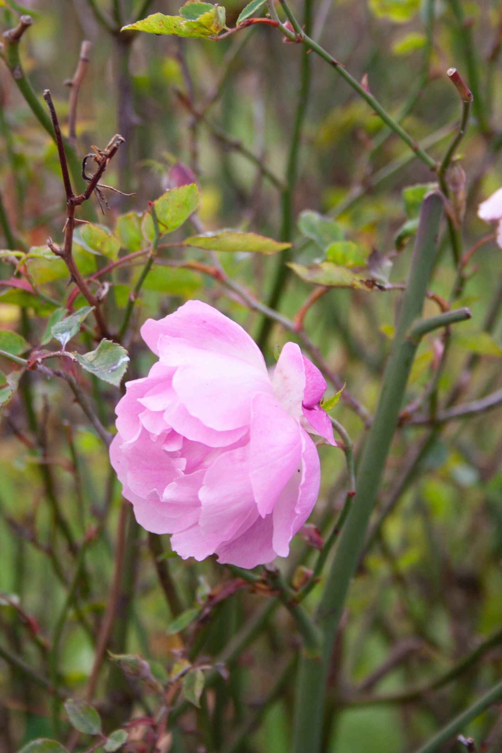 Canon EOS 350D (EOS Digital Rebel XT / EOS Kiss Digital N) sample photo. Pink, rose, flower photography