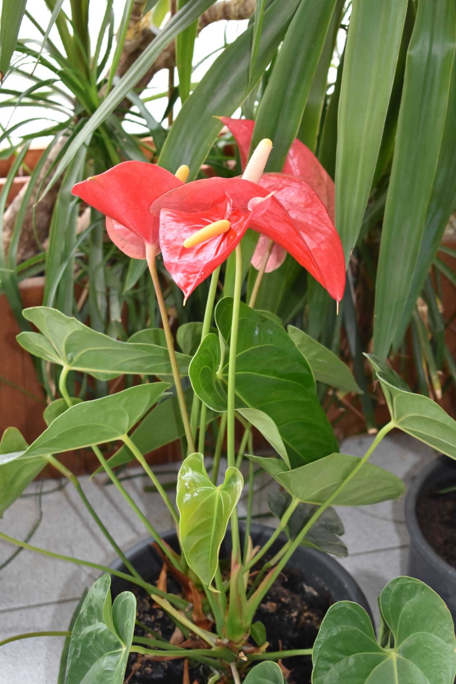 Nikon D3400 sample photo. Plant, flower, flowers photography