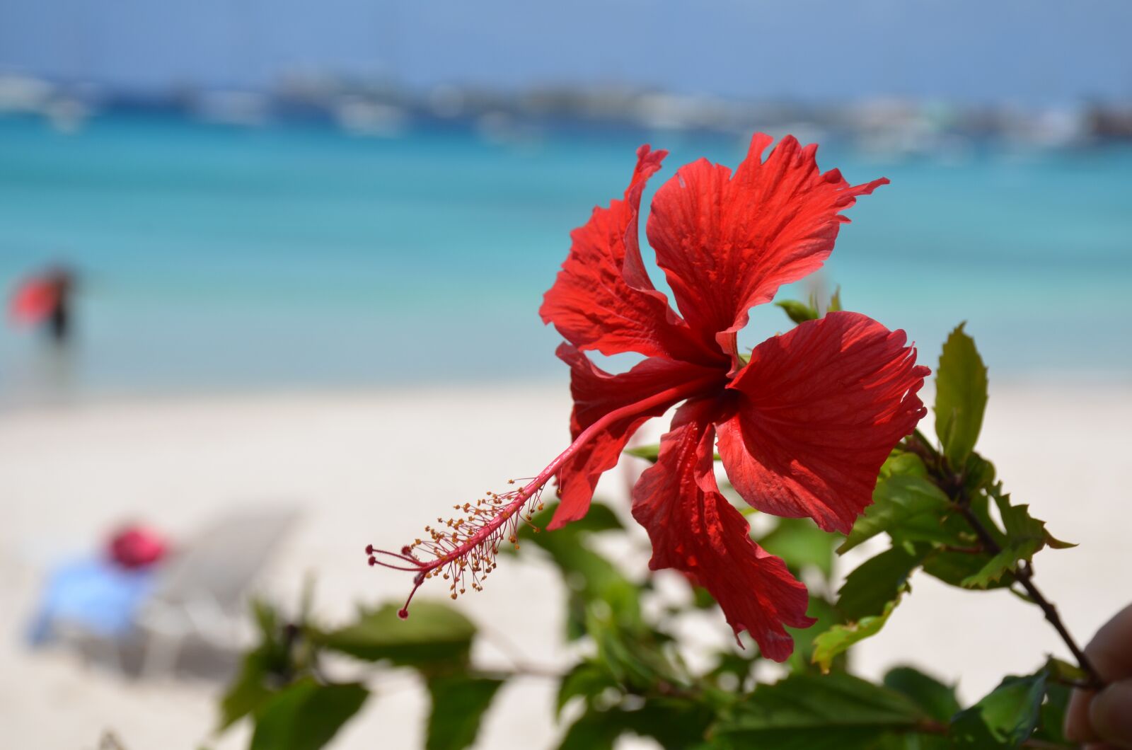 Nikon D7000 sample photo. Beach, hibiscus flower, caribbean photography