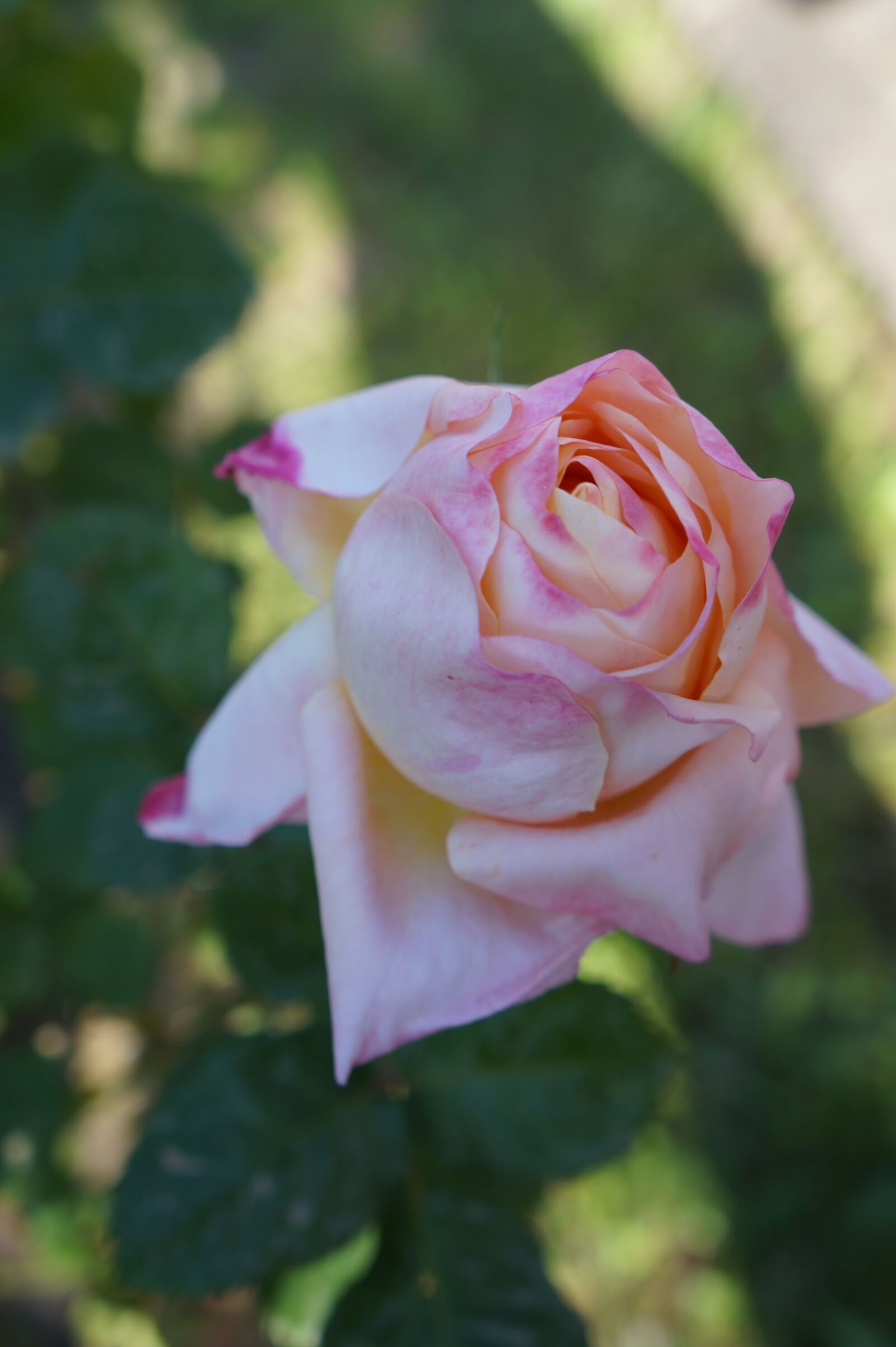 Sony Alpha a3000 sample photo. Pink, roses, bloom photography