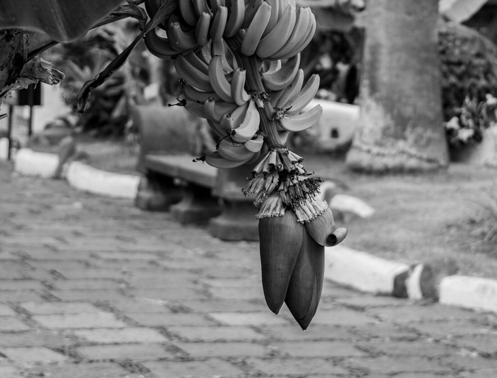 Canon EOS 350D (EOS Digital Rebel XT / EOS Kiss Digital N) sample photo. Banana, fruit, food photography