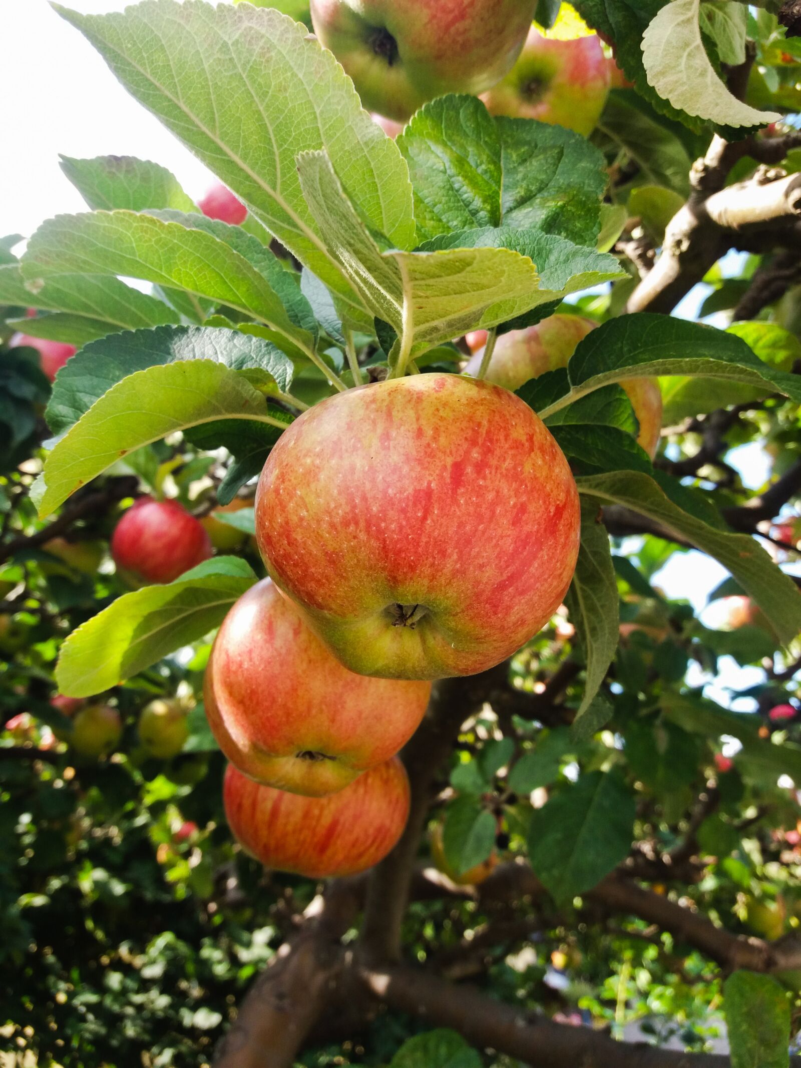 Samsung SM-J500FN sample photo. Apple, apples, epletre photography