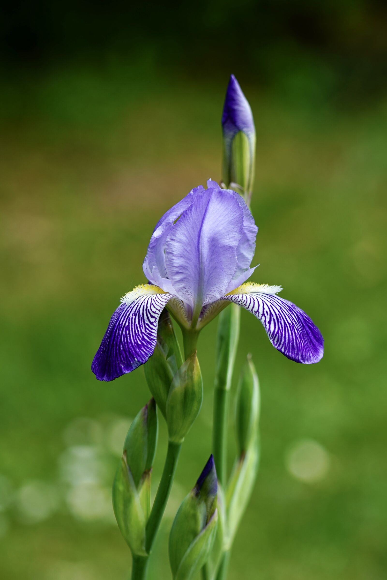 Sony a7 III + Sony FE 70-200mm F4 G OSS sample photo. Iris, iris flower, flower photography