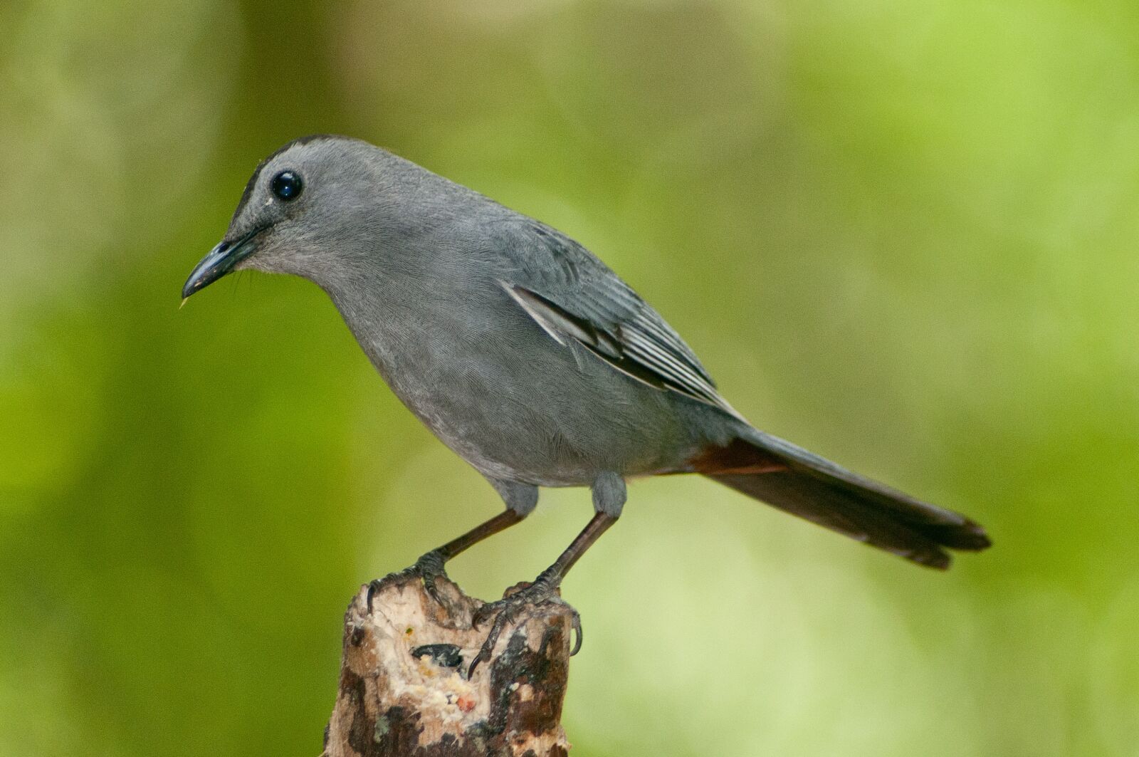Nikon D300 sample photo. Bird, nature, outdoors photography